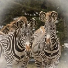 IMG_0002.jpeg
