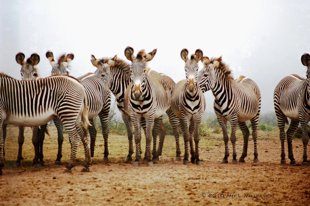 zebra herd.jpeg