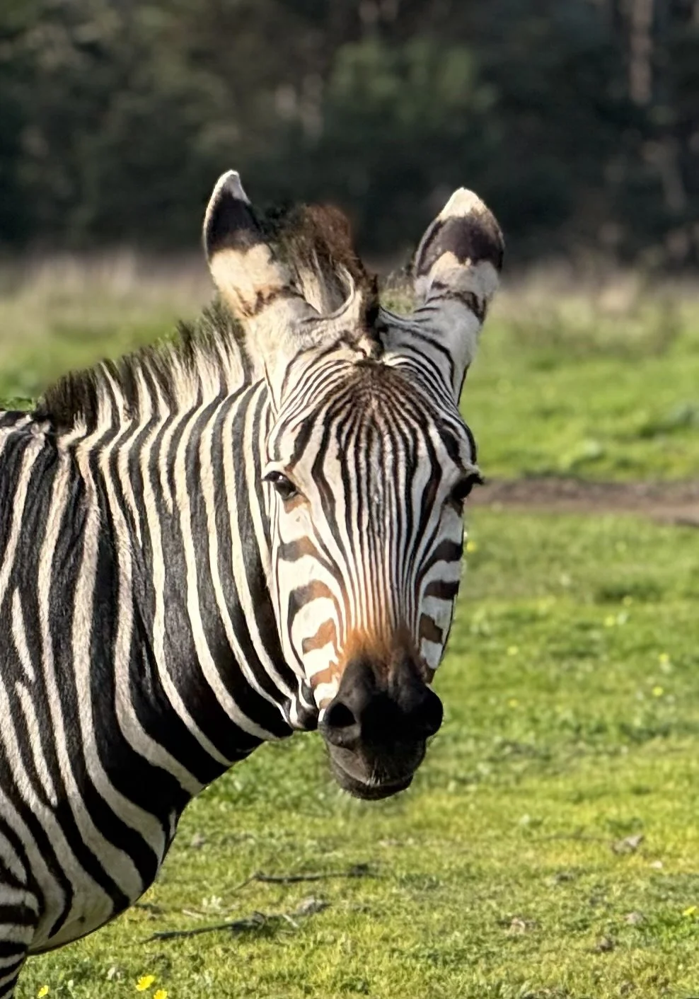 Hartman’s Mountain Zebra