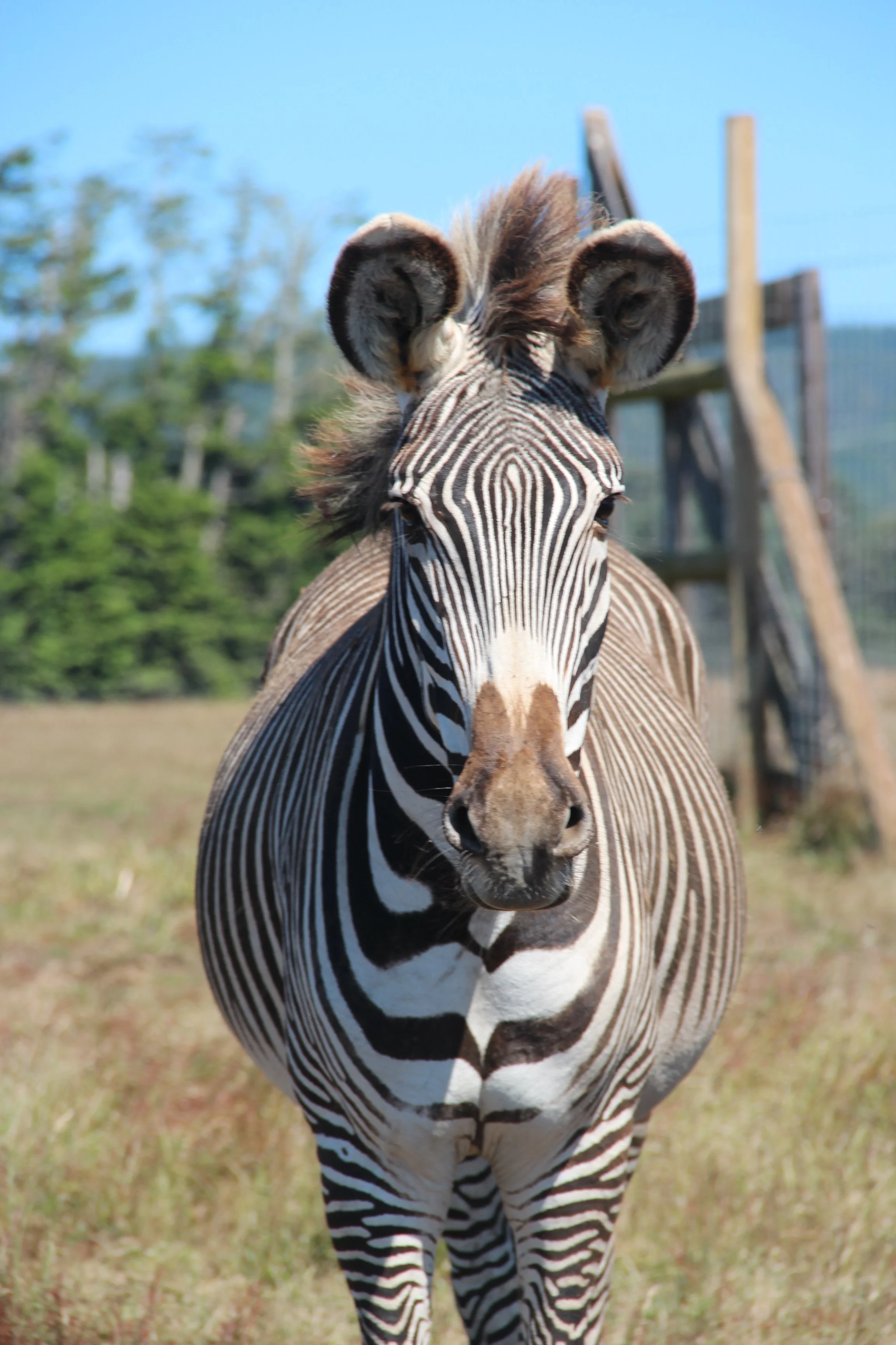 Grevy’s Zebra