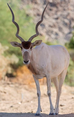 Addax