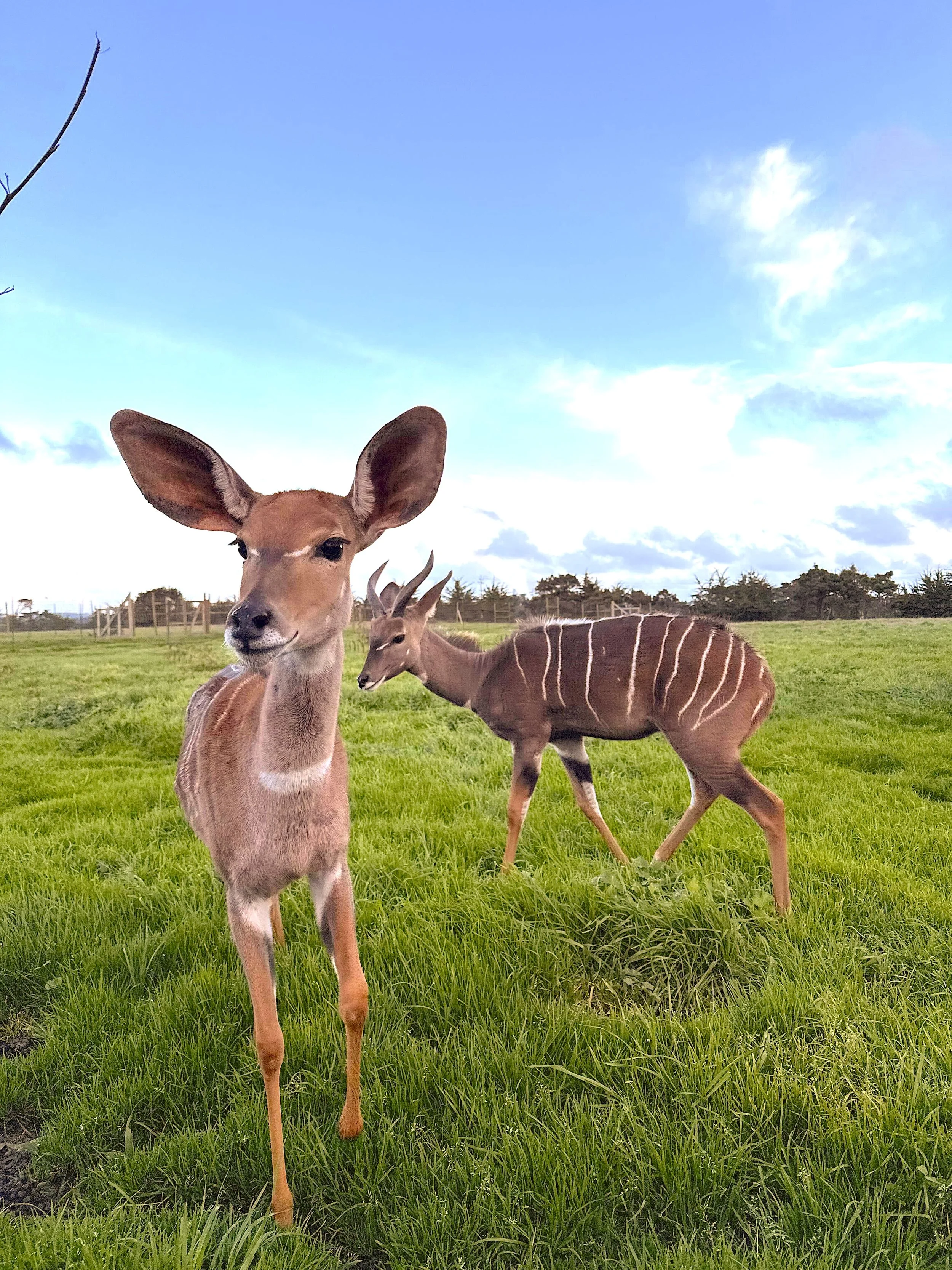 Lesser Kudu