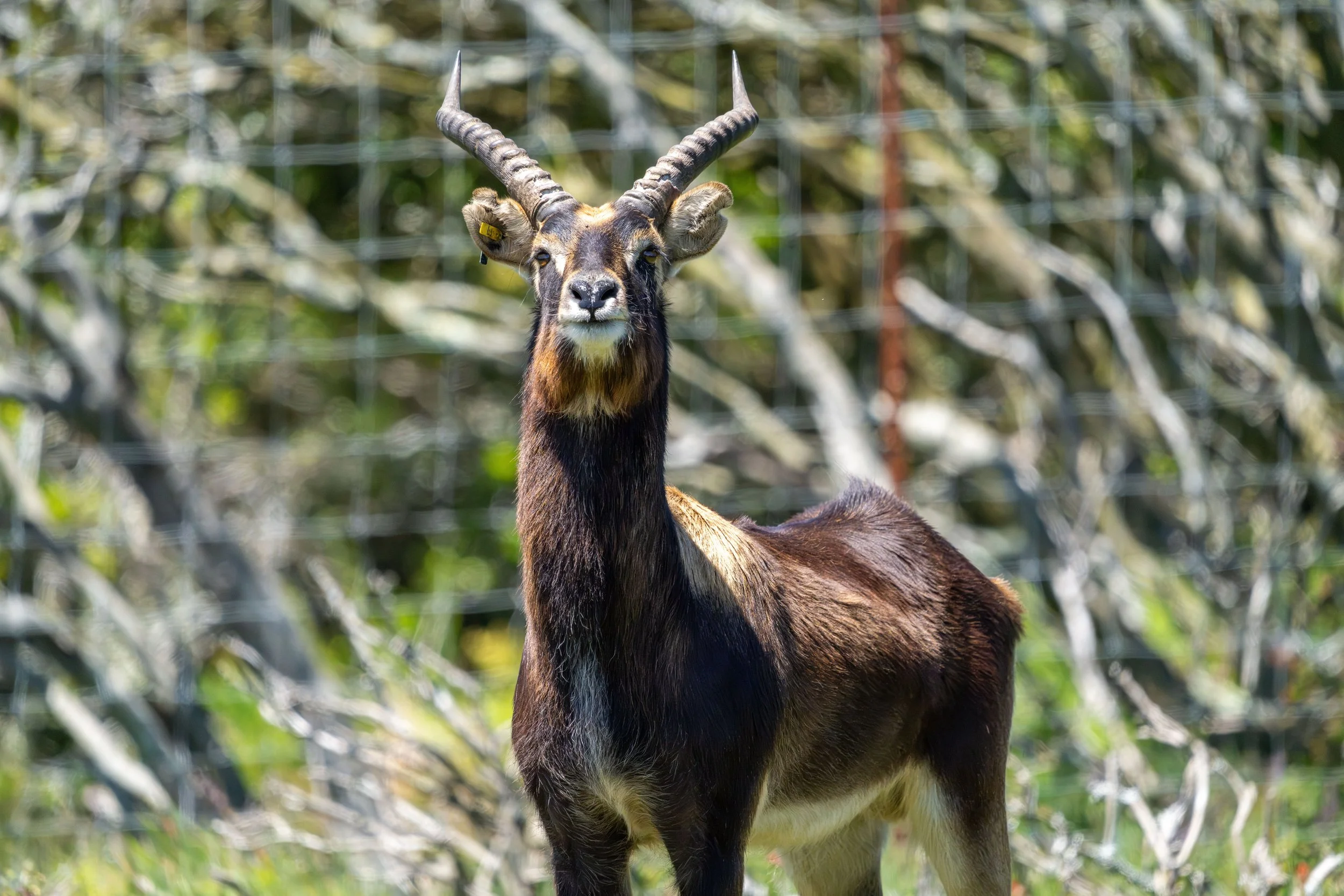 Nile Lechwe