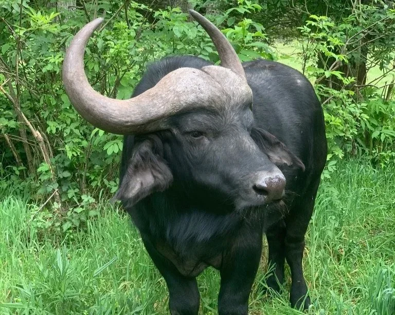 Cape Buffalo