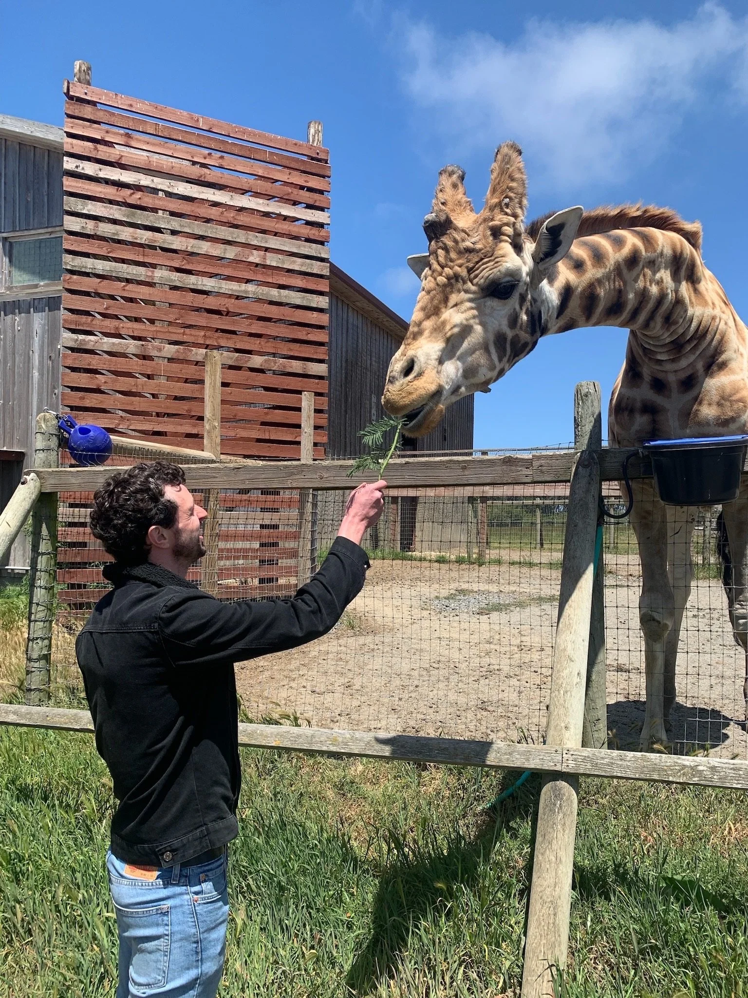 A man feeding a nubian giraffe through a fence at a B. Bryan Preserve in Point Arena California, with a wooden building and partly cloudy sky in the background.