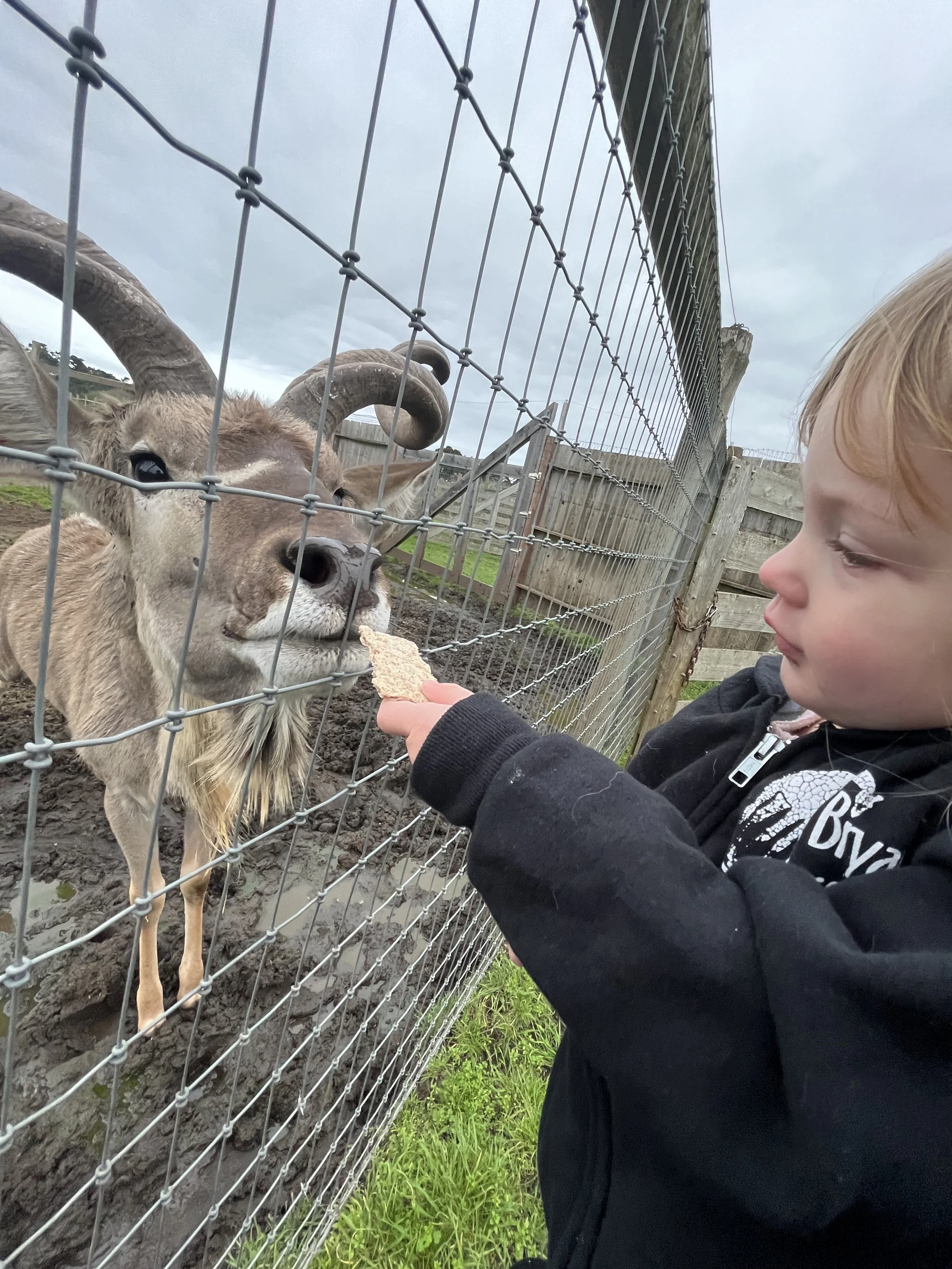 A young boy feeding an addax through a wire fence at a farm or petting zoo on a cloudy day.