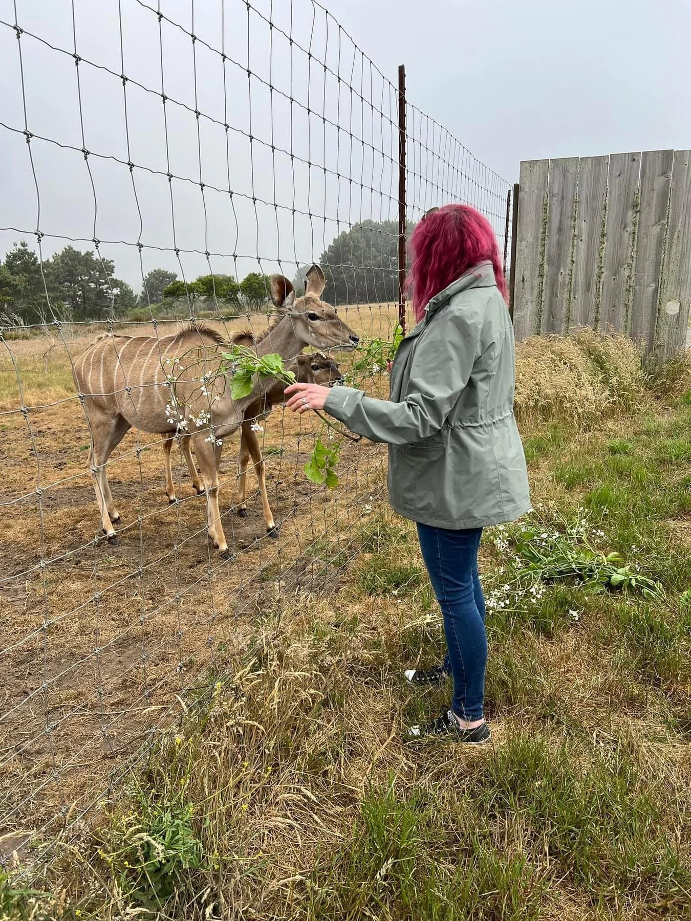 A woman with pink hair, wearing a gray jacket and blue jeans, feeding an addax through a wire fence in a grassy field on a cloudy day.