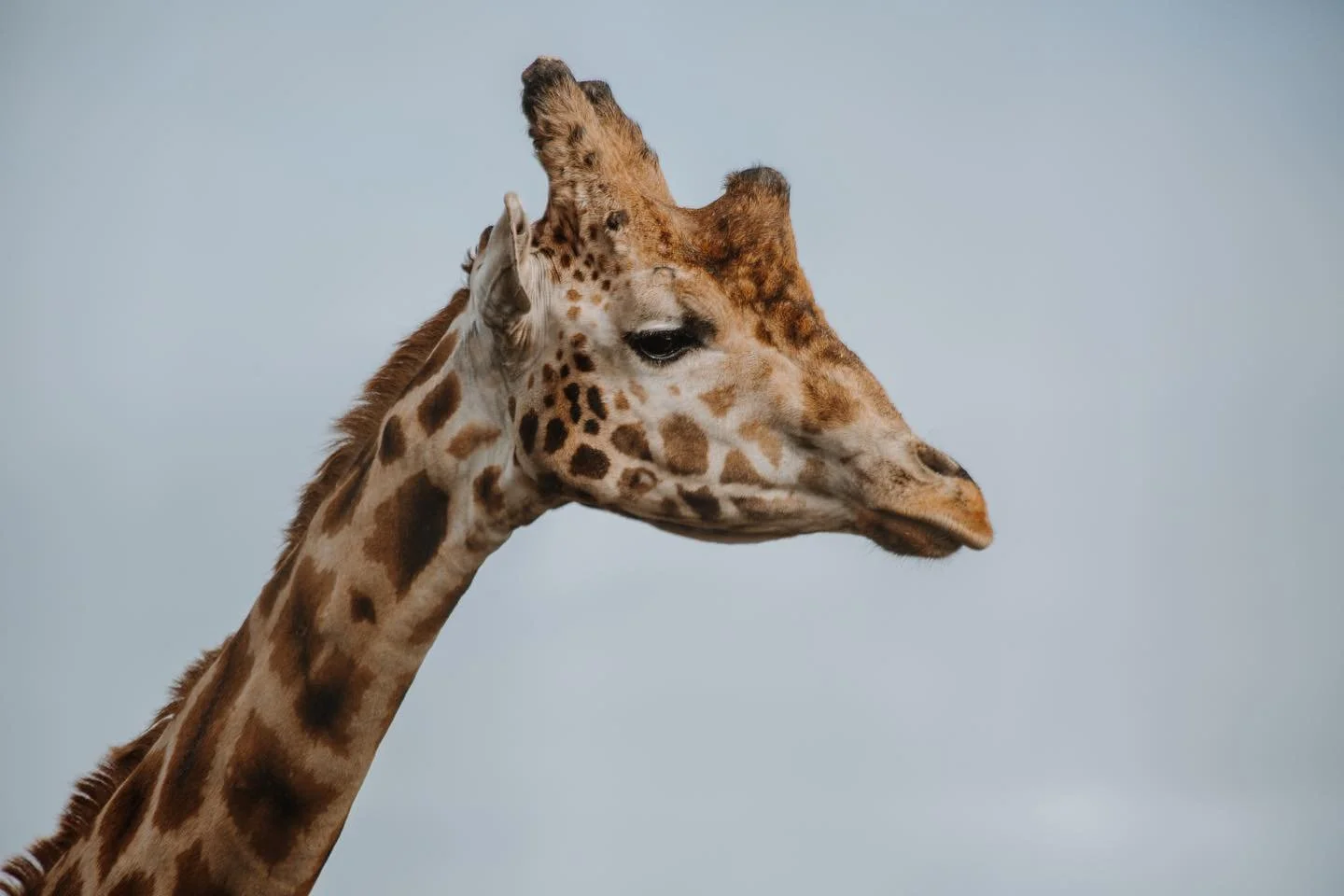 A close-up of a nubian giraffe's head and neck against a cloudy sky.