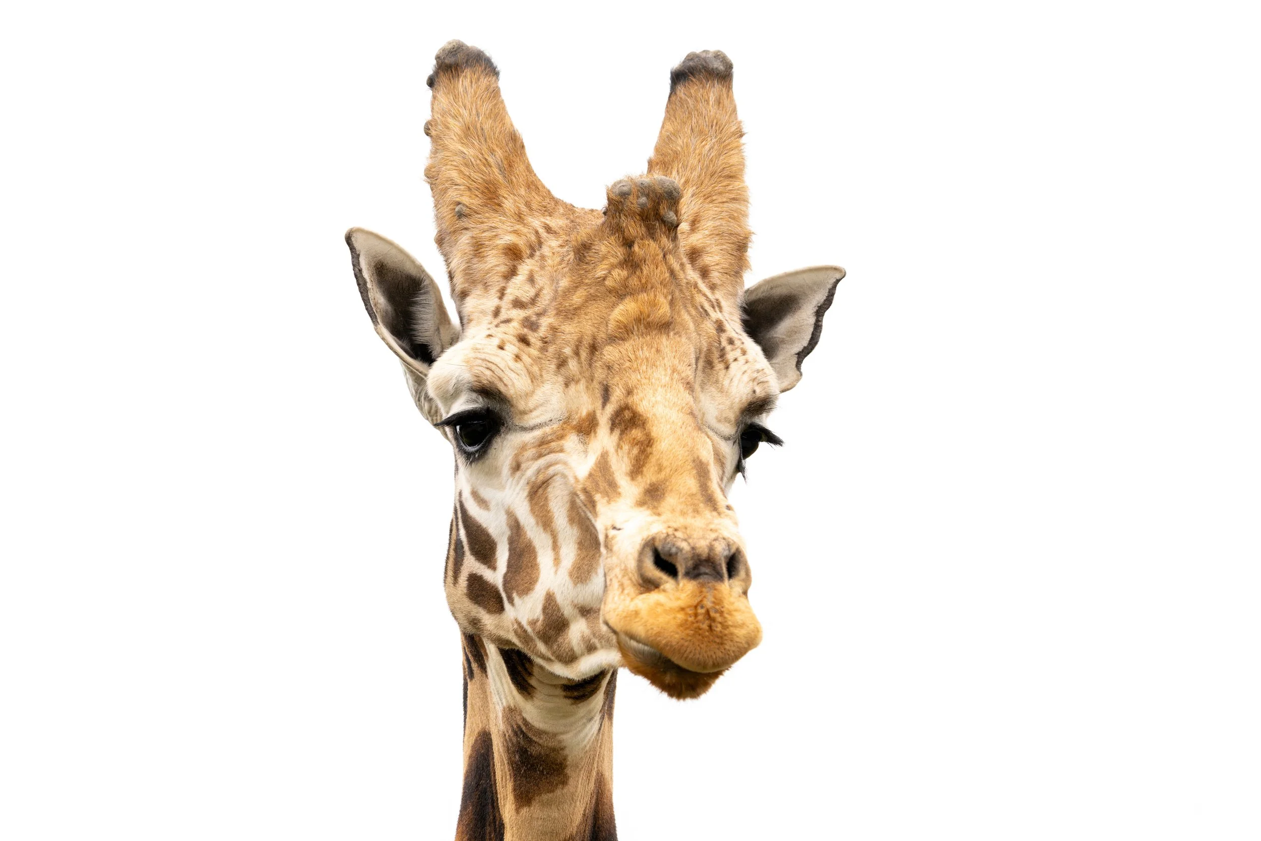 Close-up of a nubian giraffe's head with a white background.