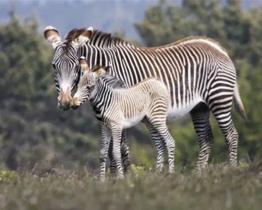 Grevy’s Zebra