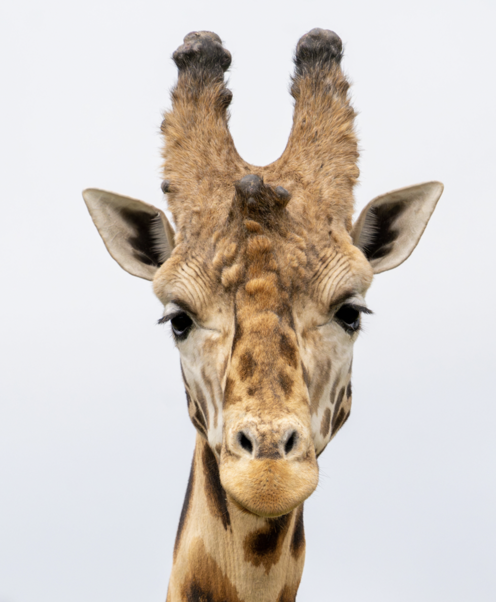 Close-up a nubian giraffe's face.