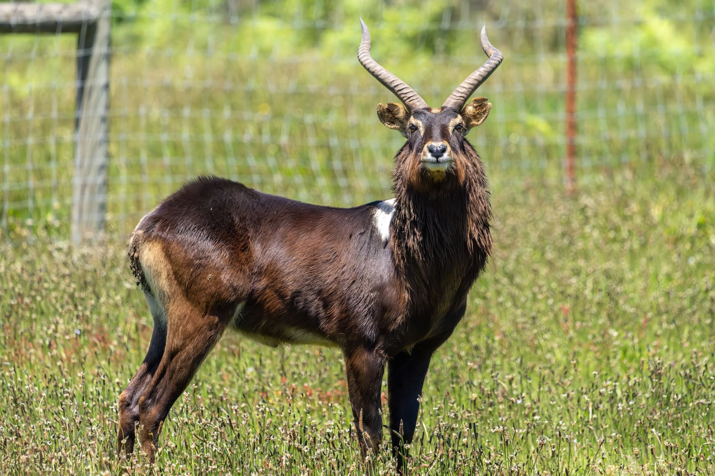 A full side close up of a Nile Lechwe looking at the camera at B. Bryan Preserve.