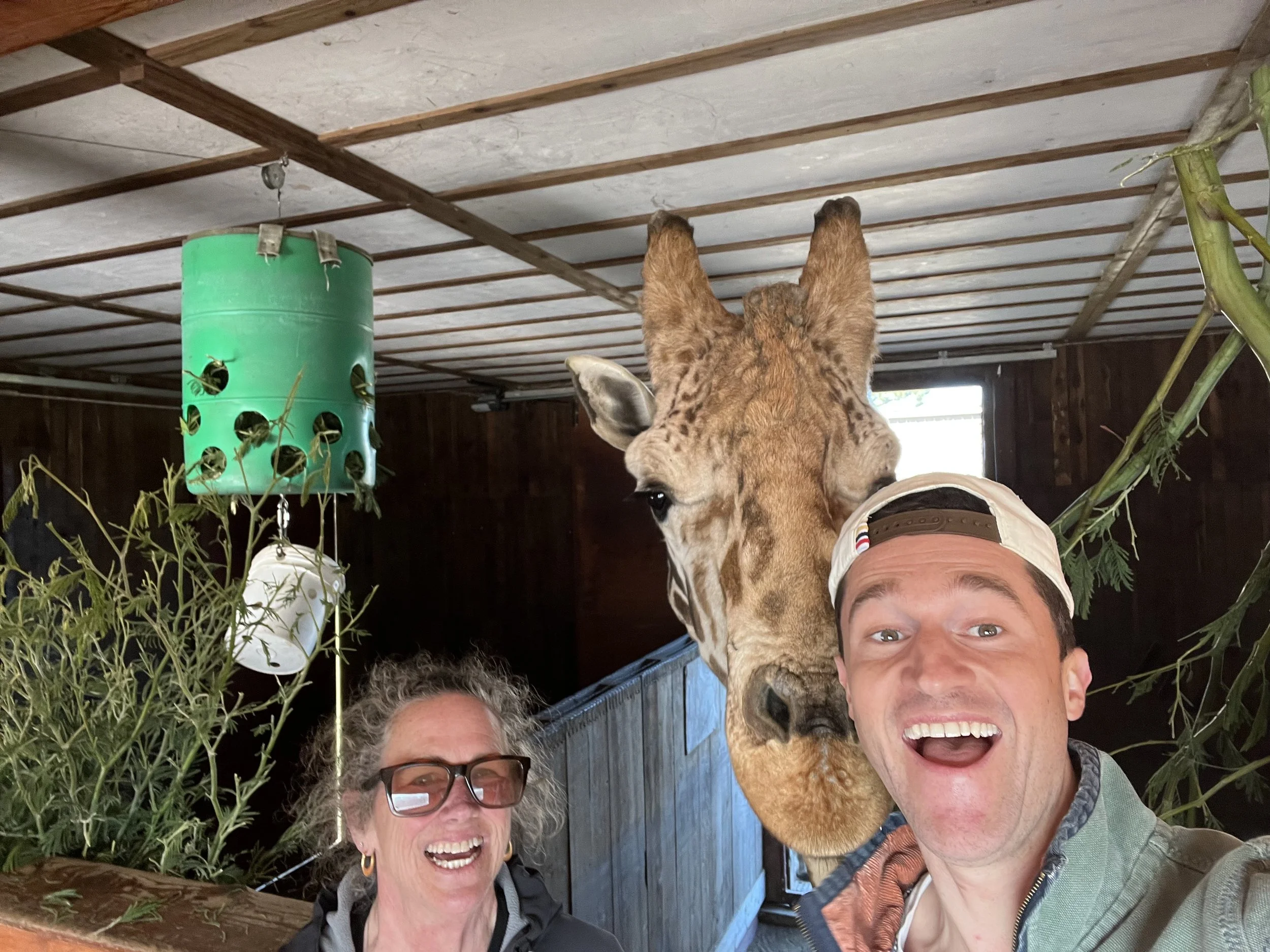 Two men and a woman taking a selfie with a nubian giraffe inside a wooden structure.