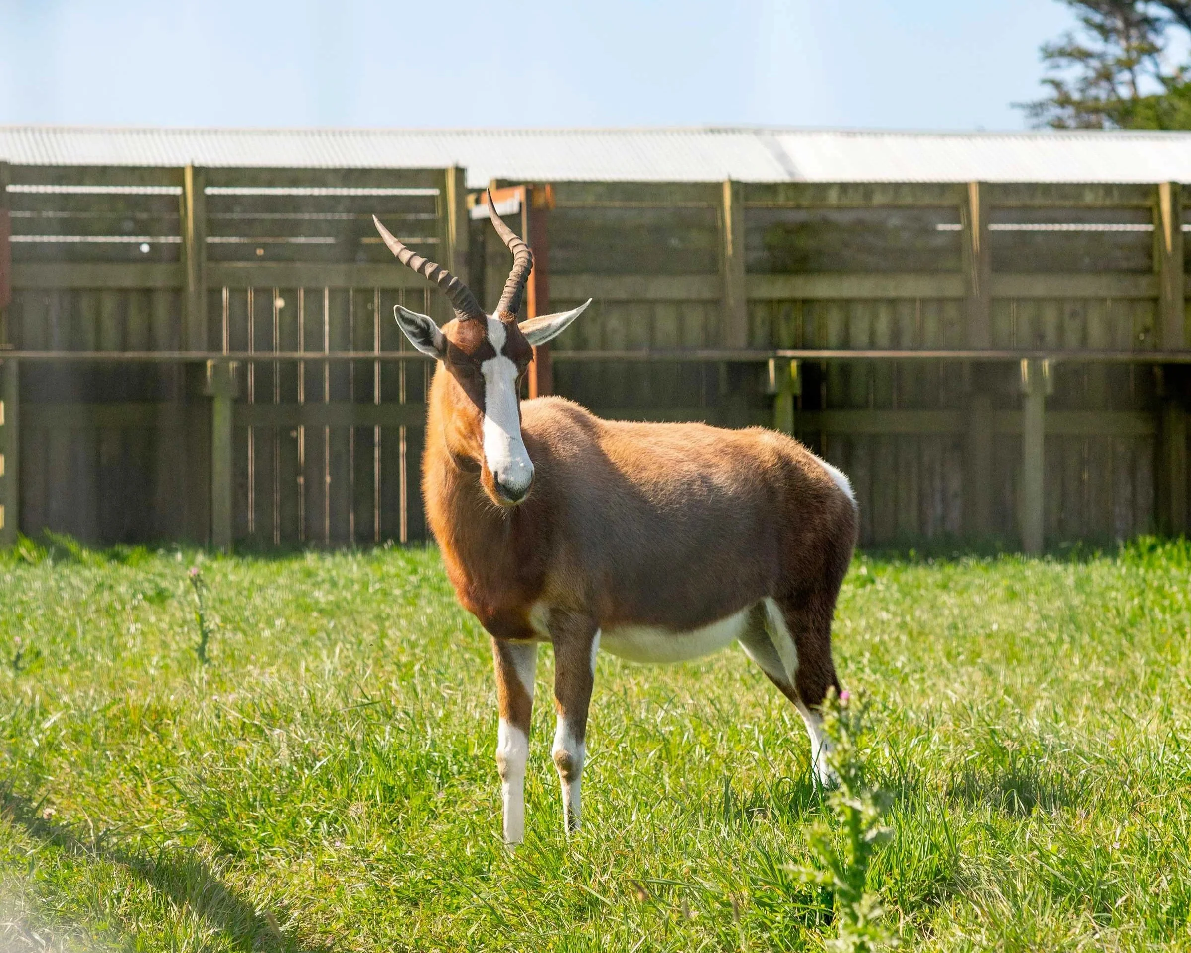 Bontebok