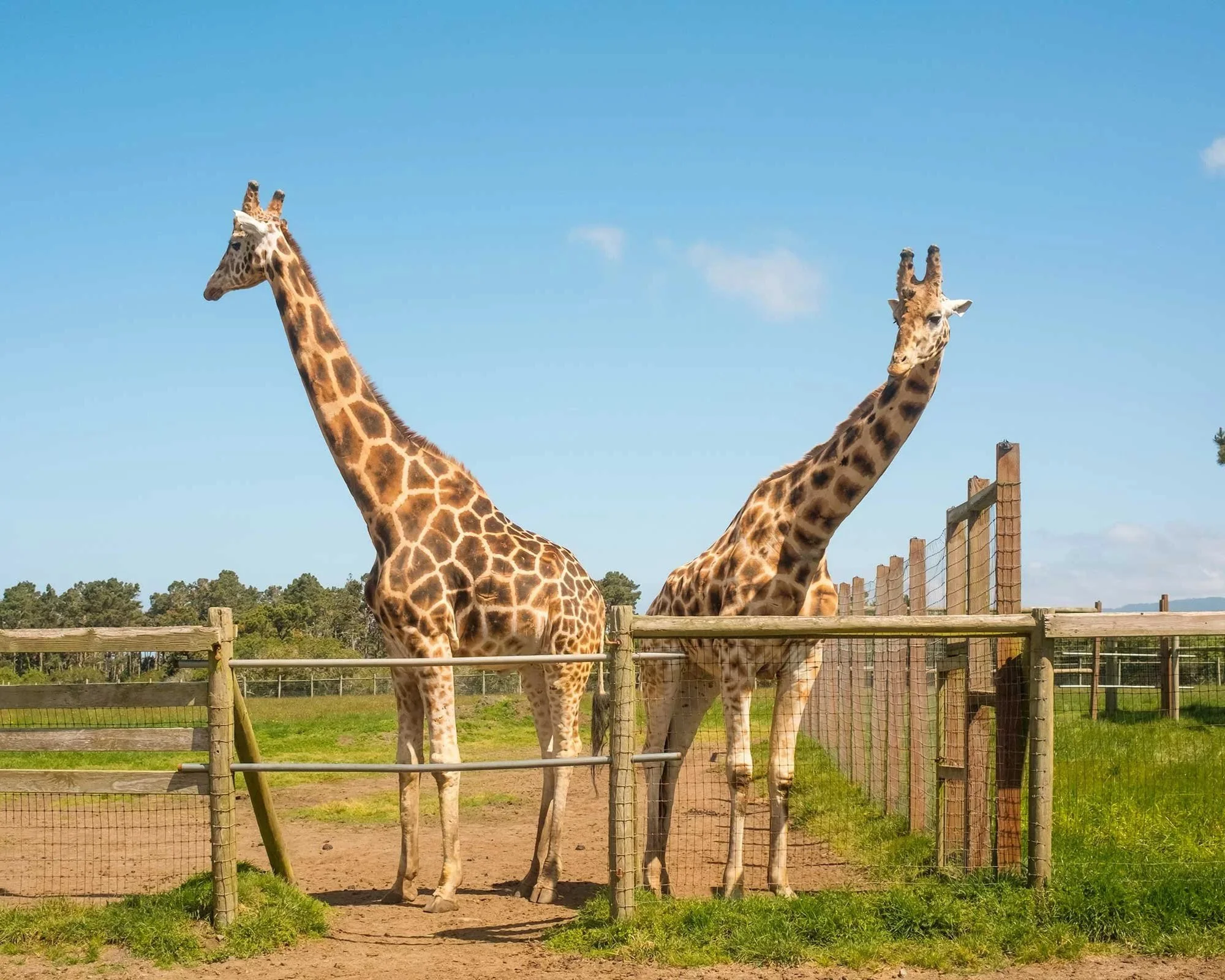 Nubian Giraffe