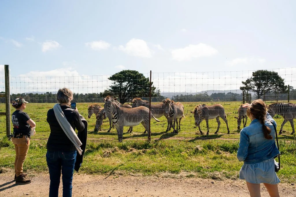 Three people observing zebras behind a fence at B. Bryan Preserve in Point Arena, California. 