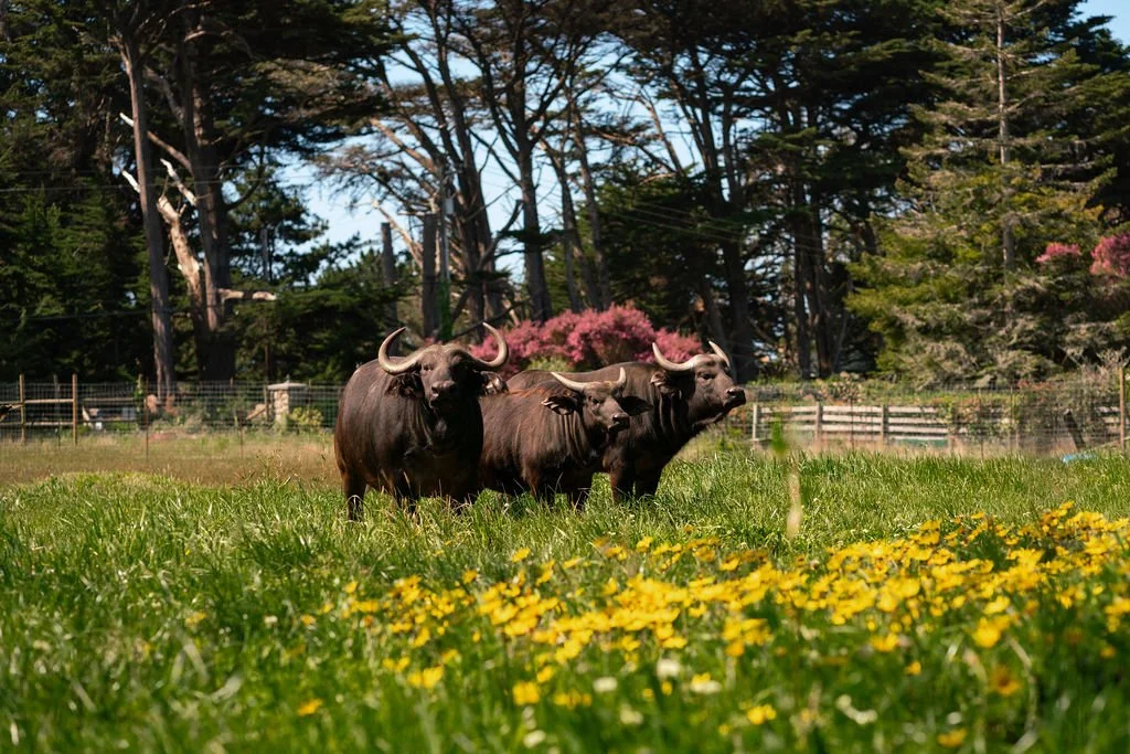 Three Cape Buffalo standing side by side in a grassy field with yellow flowers at B. Bryan Preserve in Point Arena.