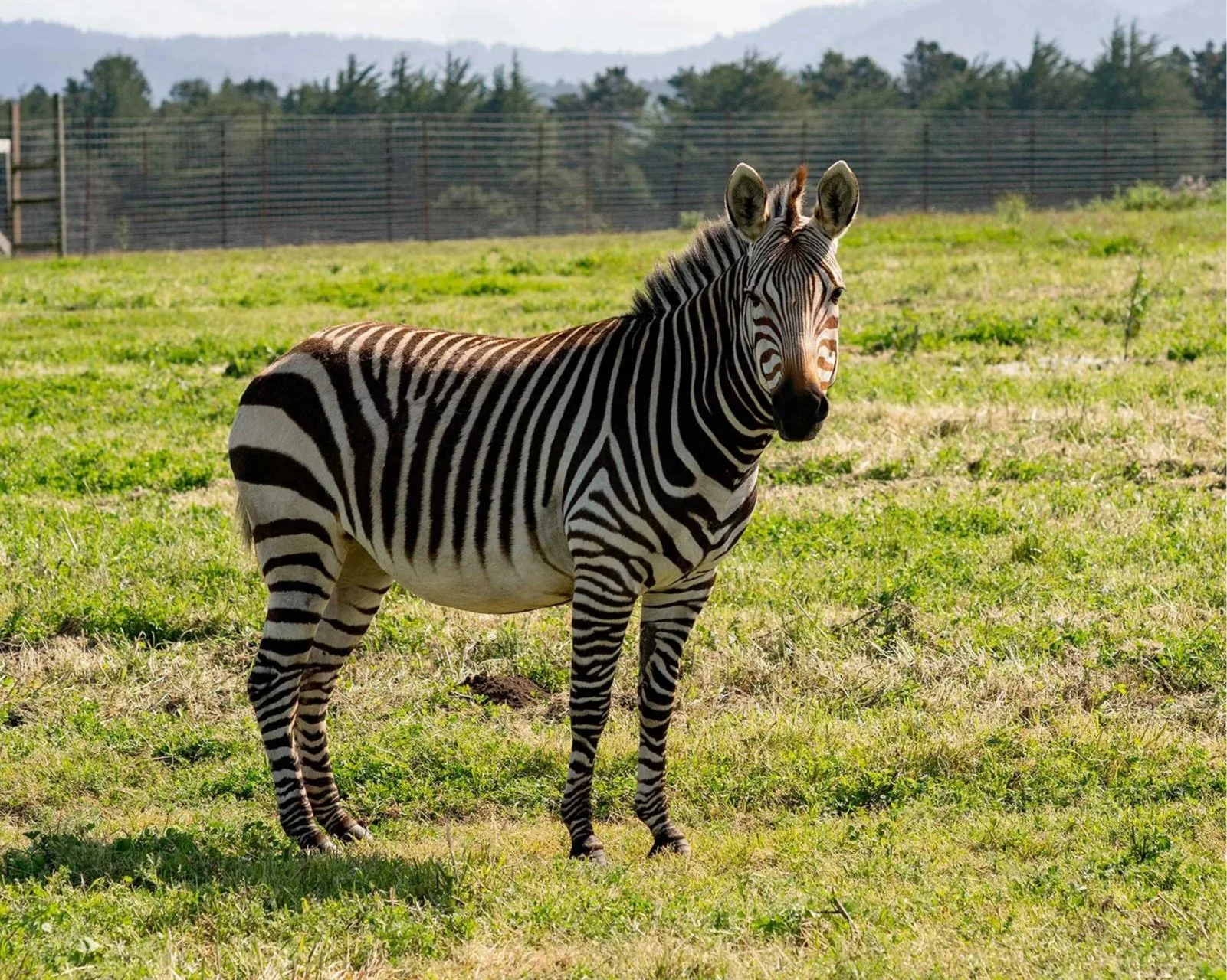 Hartman’s Mountain Zebra