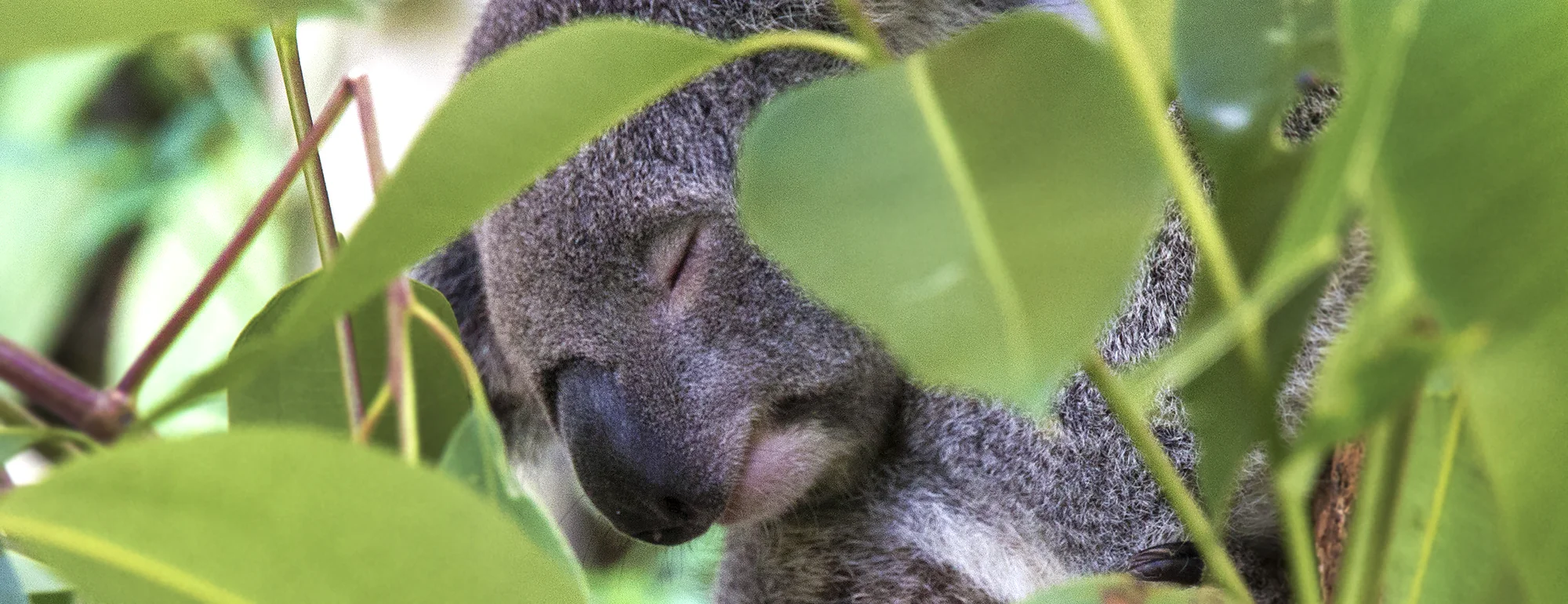 The koala is listed as “vulnerable to extinction” by New South Wales’ Biodiversity Conservation Act 2016. Photo: Caitlin Henderson