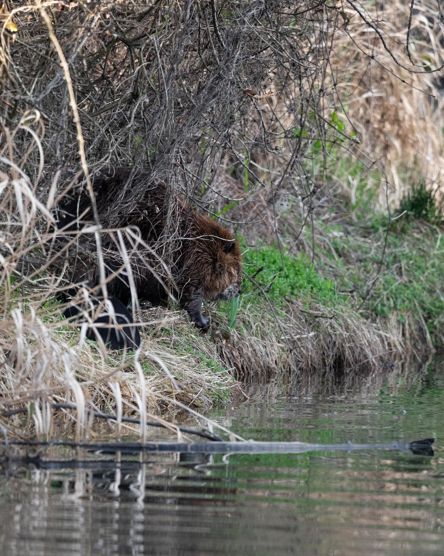 Beaver 🦫

#pnwbeavers #beaver