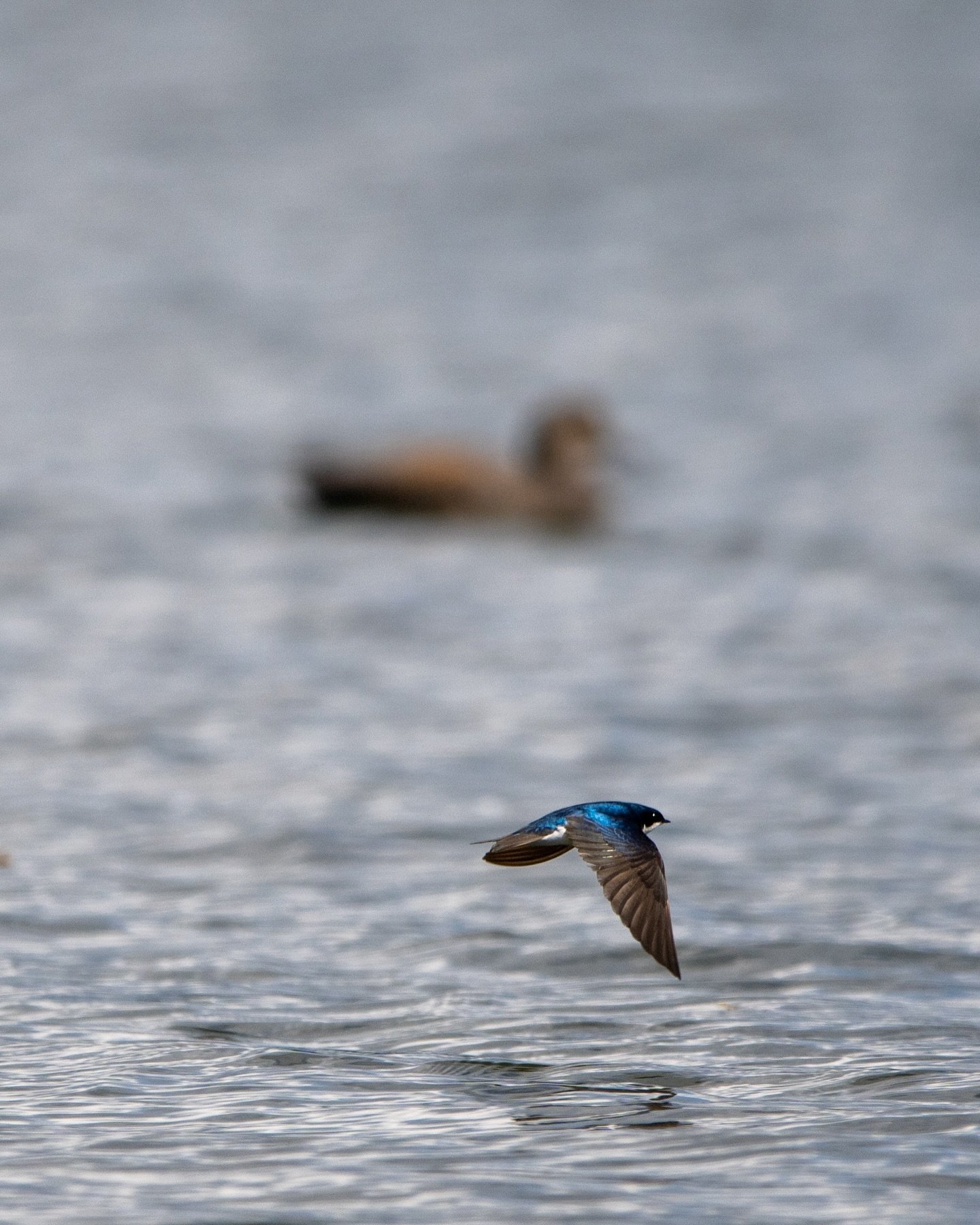 Tree swallow