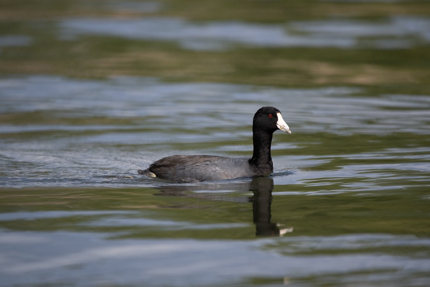 American Coot