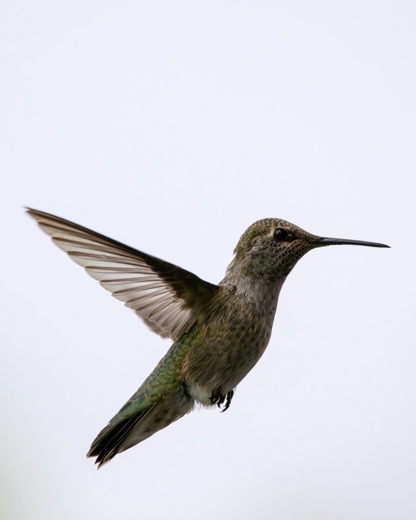 #annashummingbird #hummingbird
