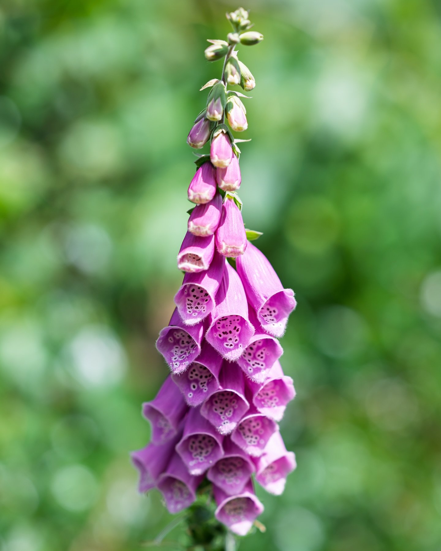 I&rsquo;ve been dealing with some health stuff and focusing on rest lately, but I did get a chance to snap a few photos of the foxglove blooming in my yard.