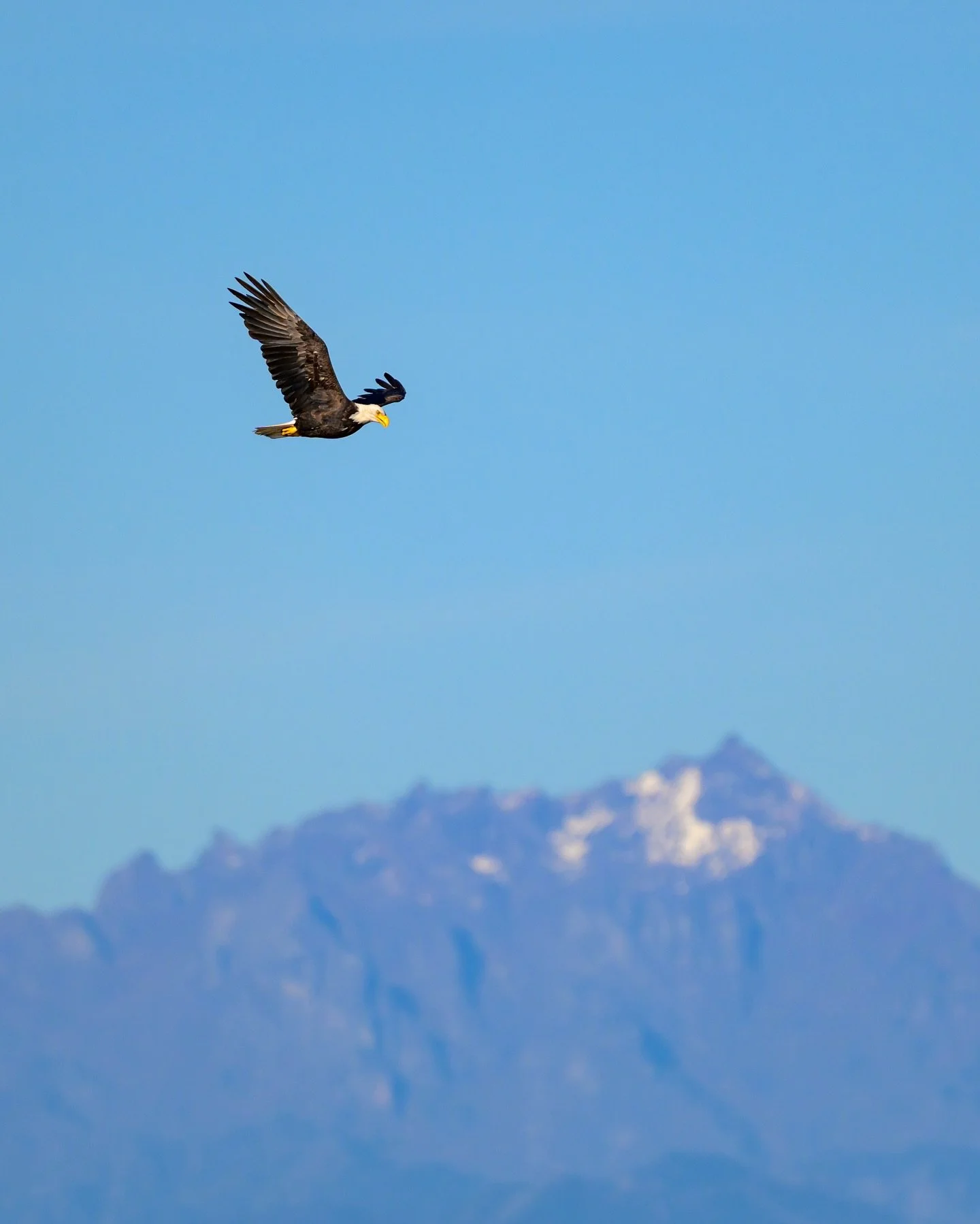 Bald eagle flying over the Olympic mountains