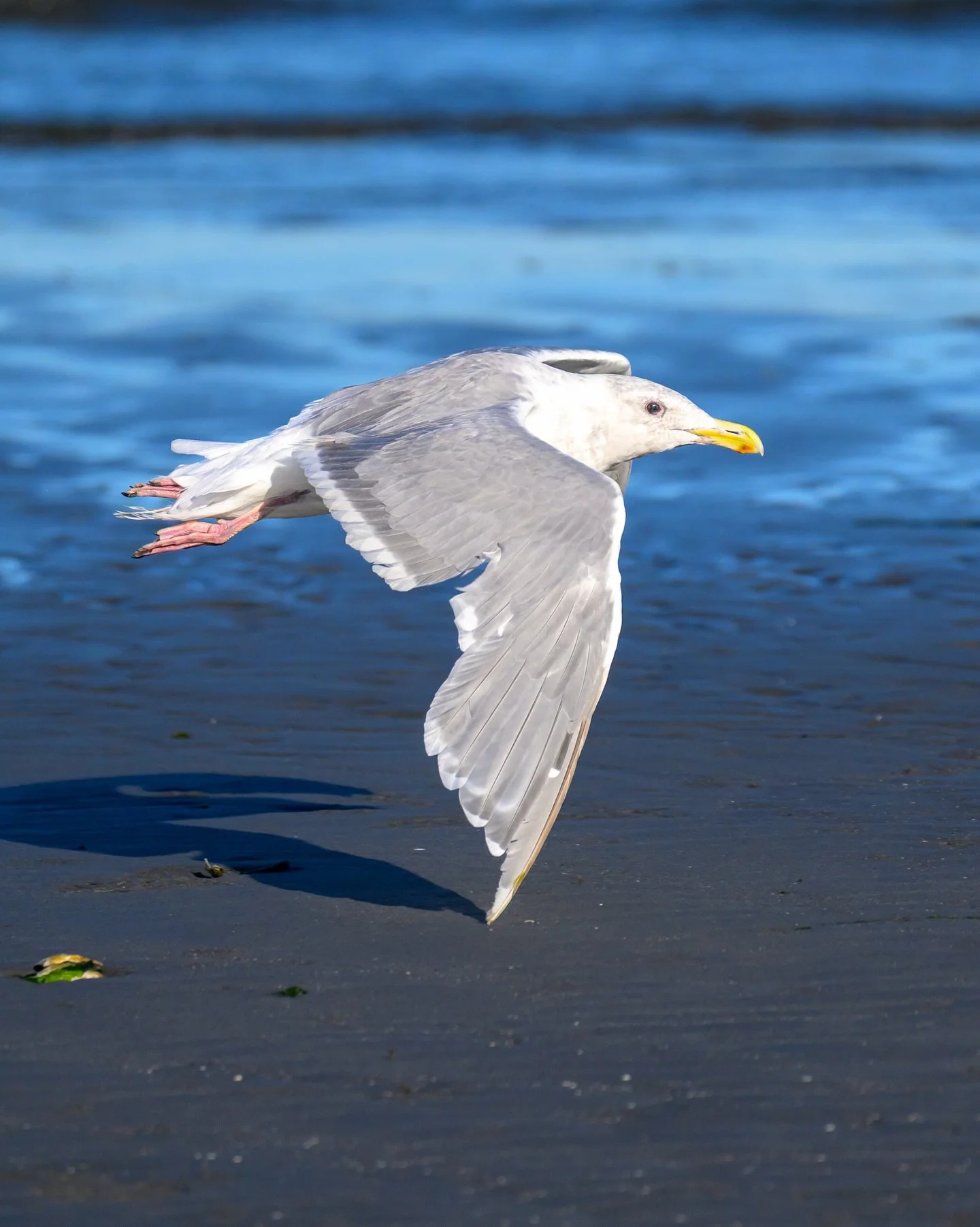 Glaucous-winged gull