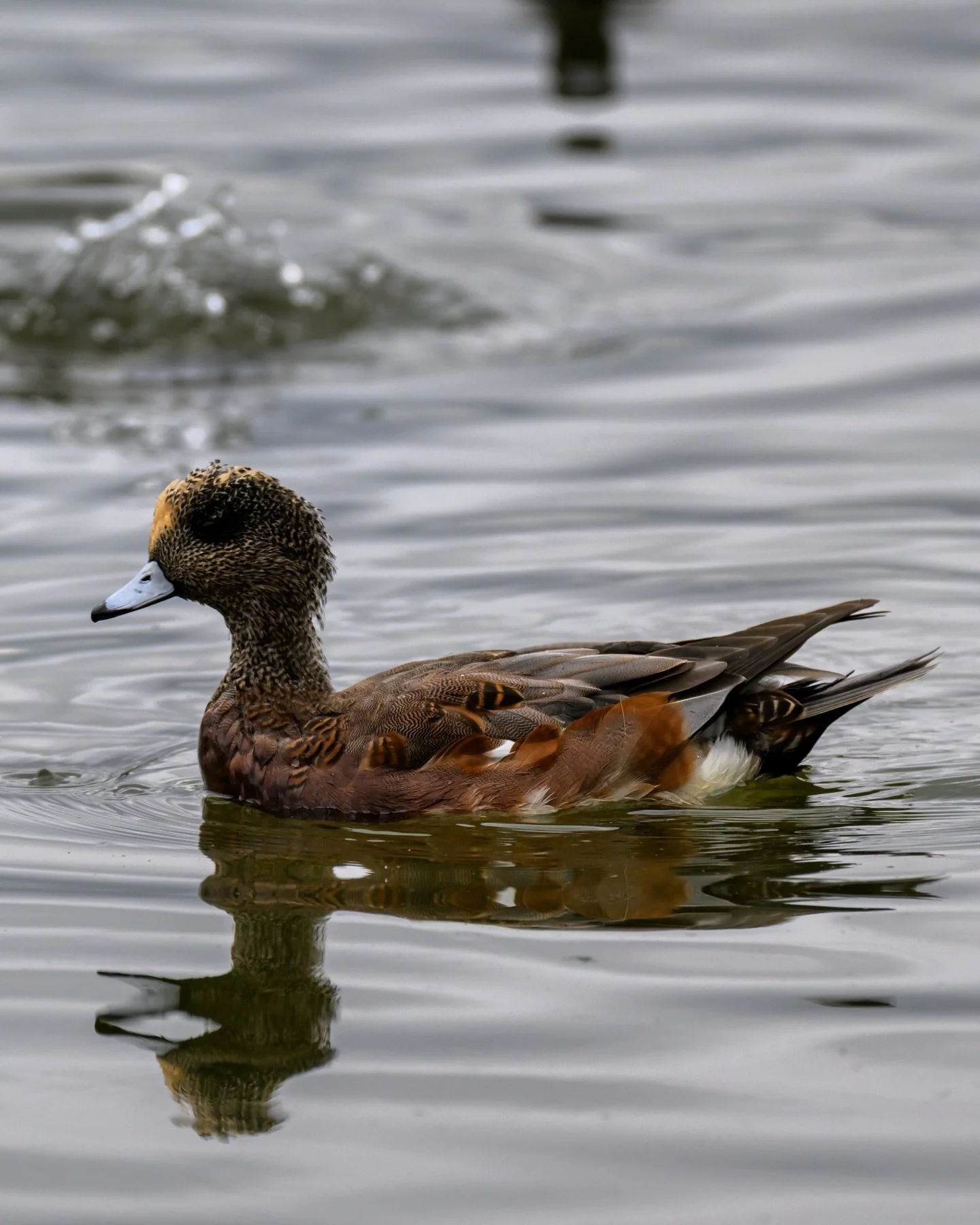 American wigeon

#birds