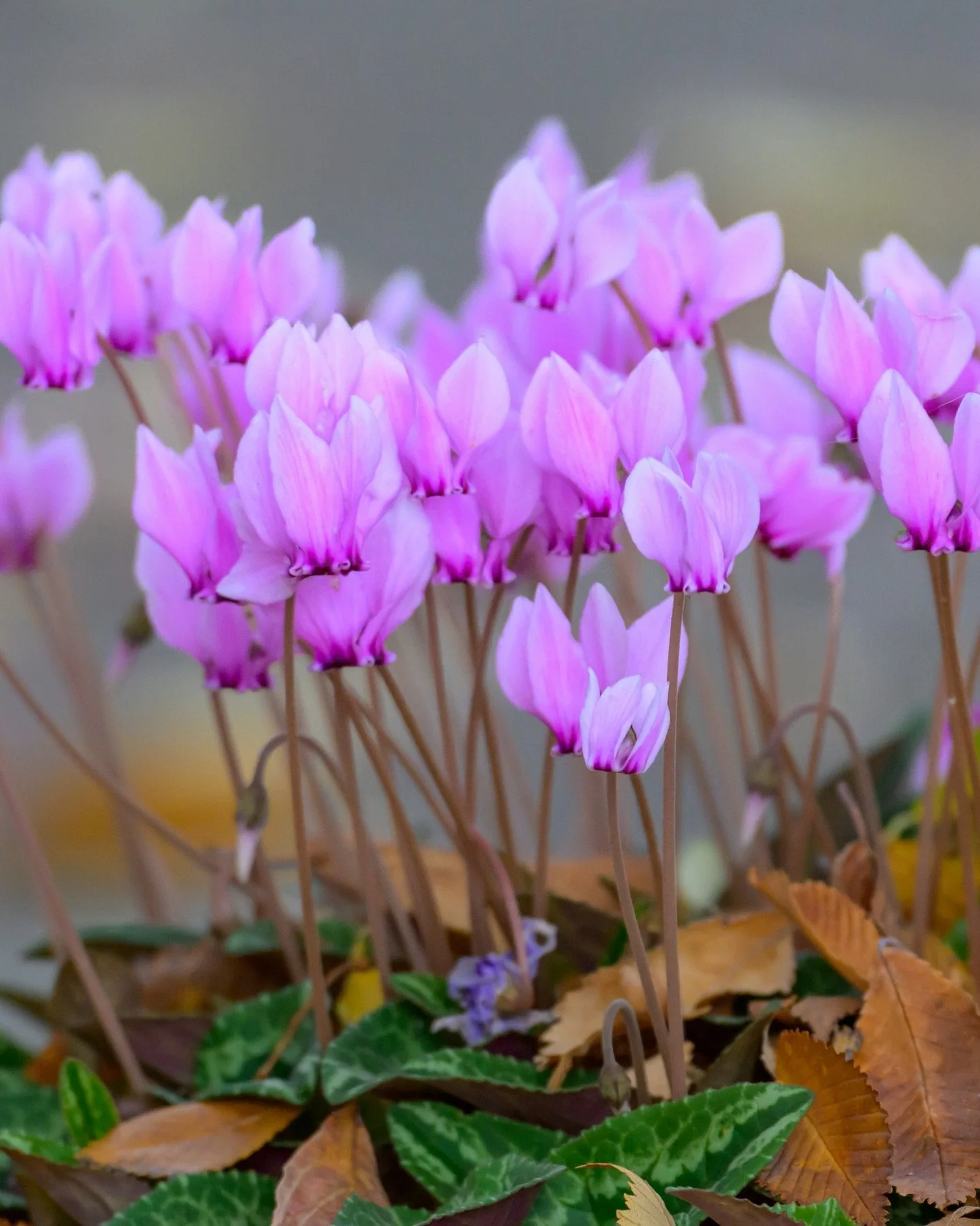 Cyclamen