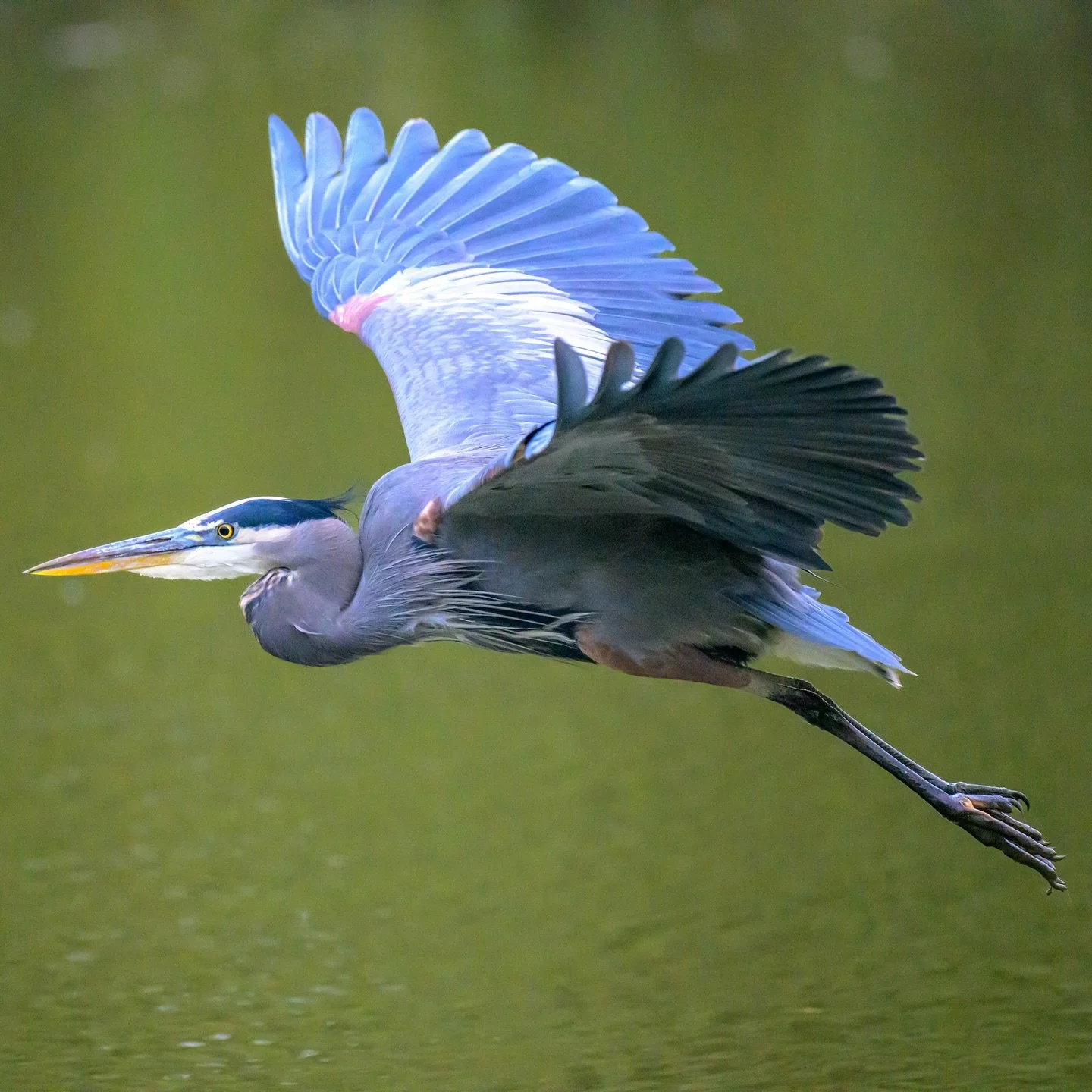 Great blue heron

#birds