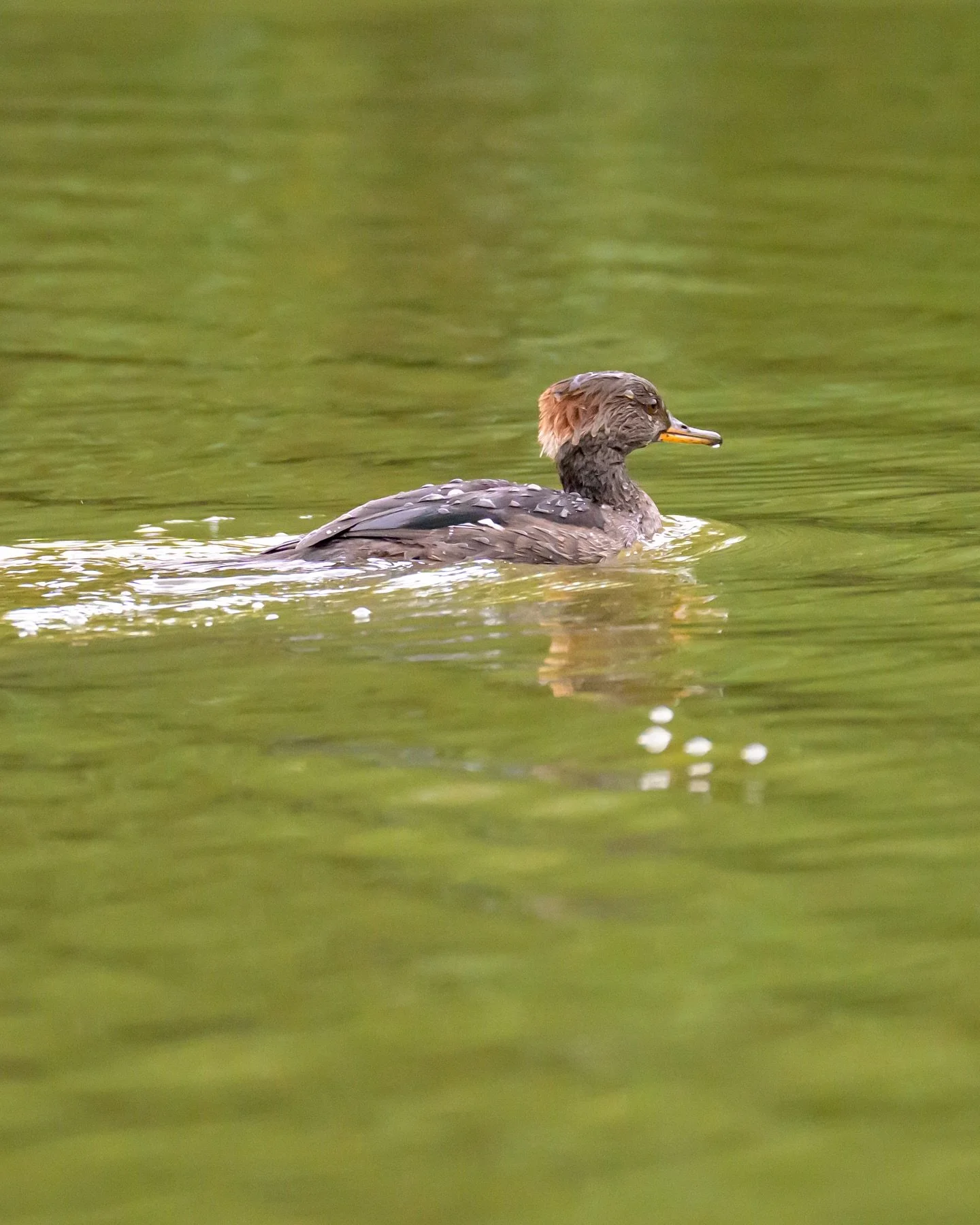 Hooded merganser