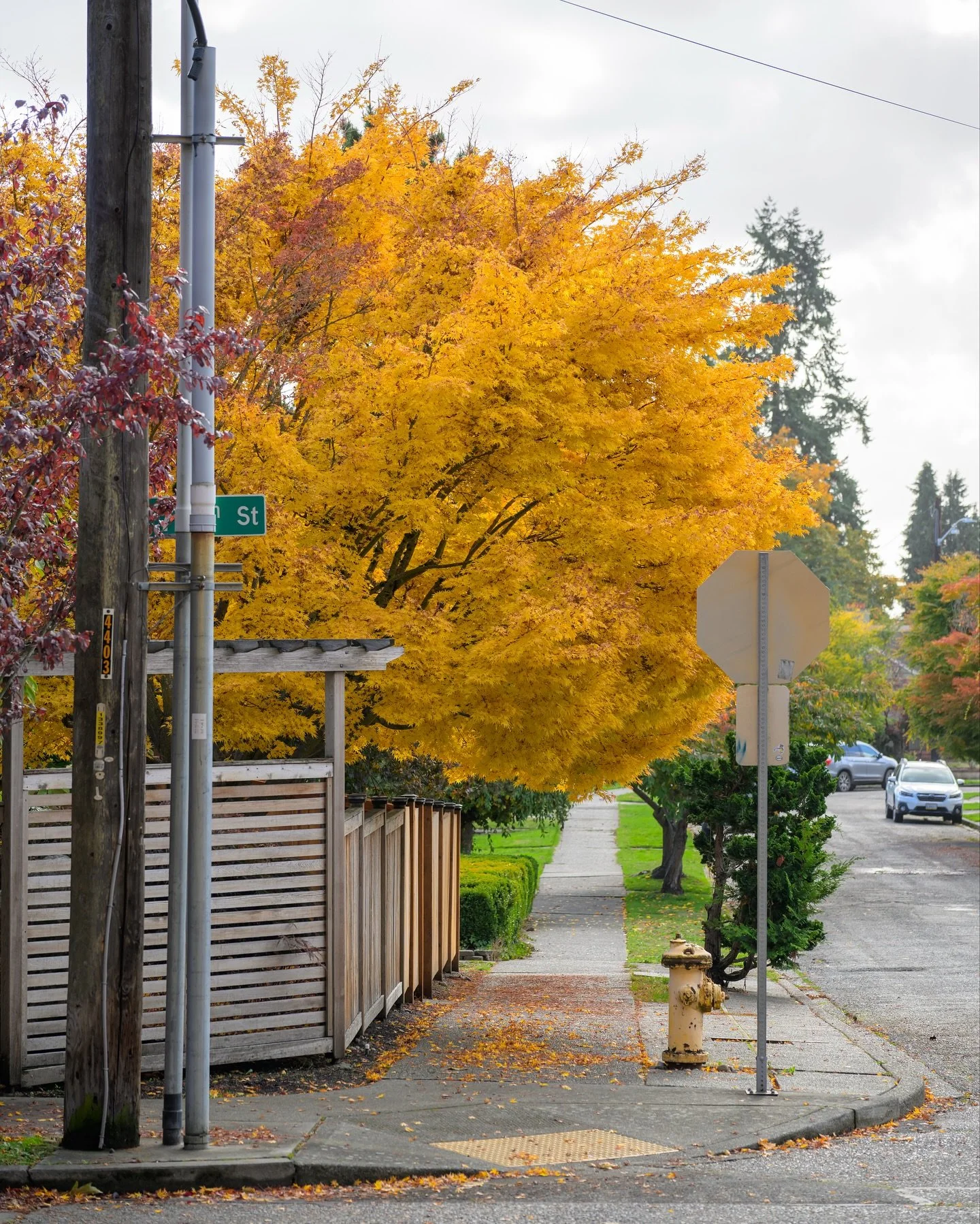 Some autumnal foliage