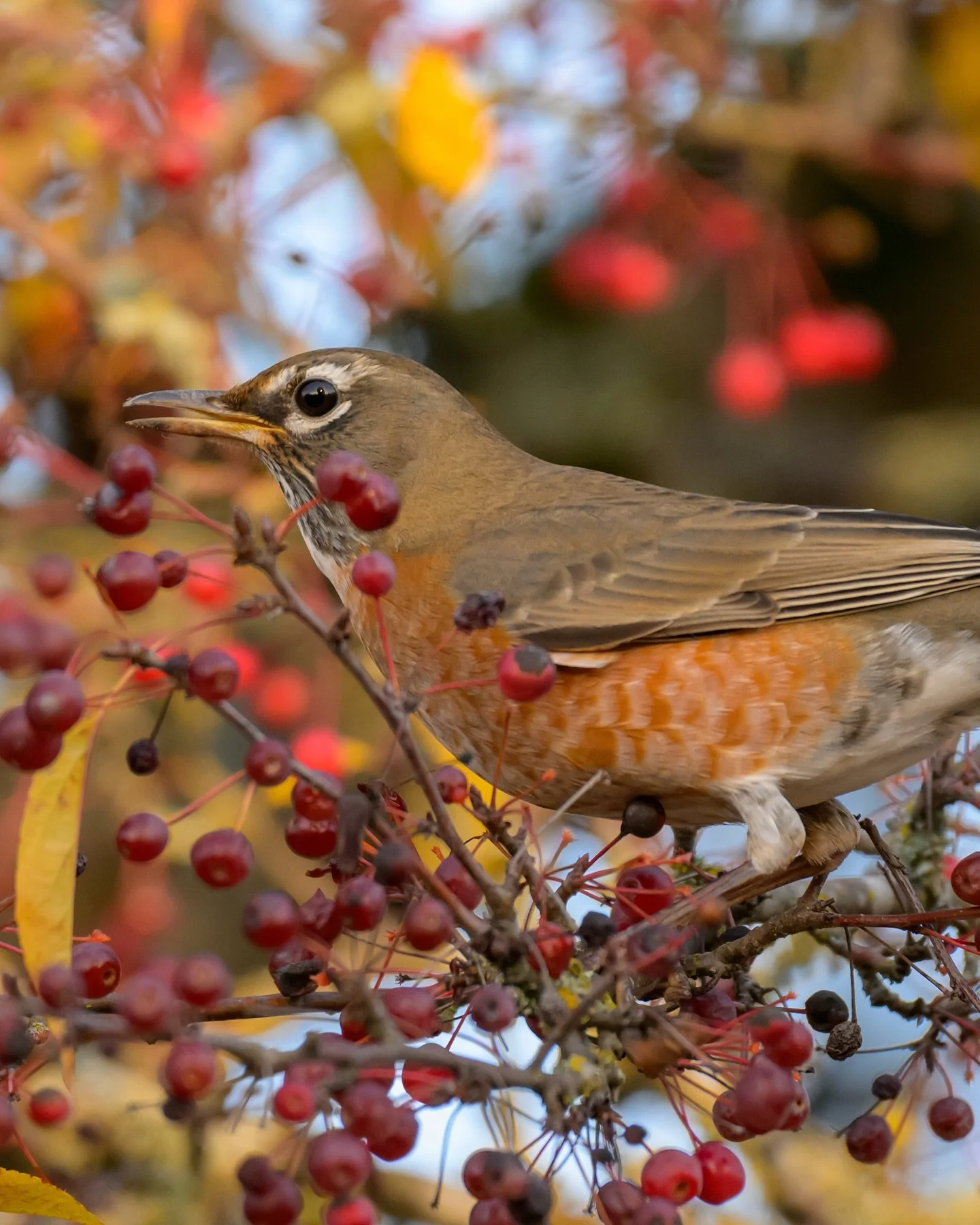 American robin