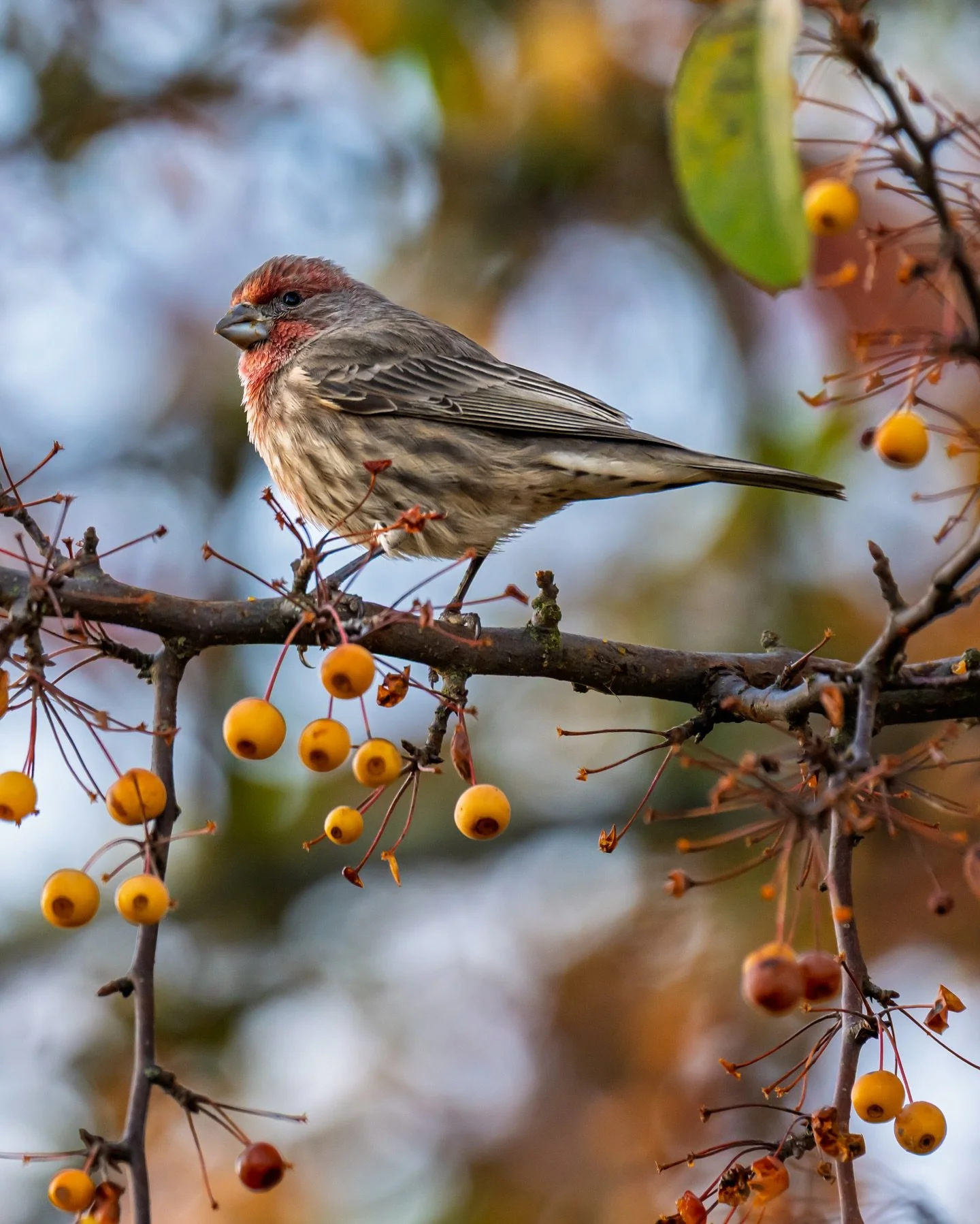 House finch