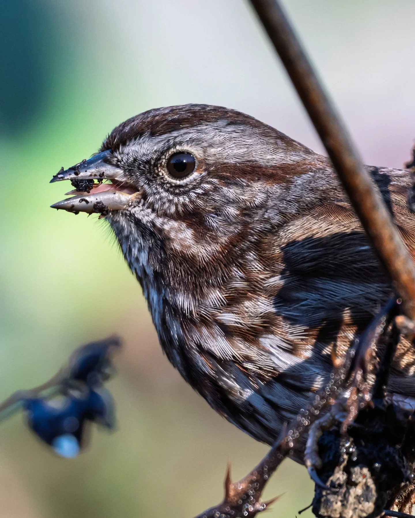 Song sparrow
