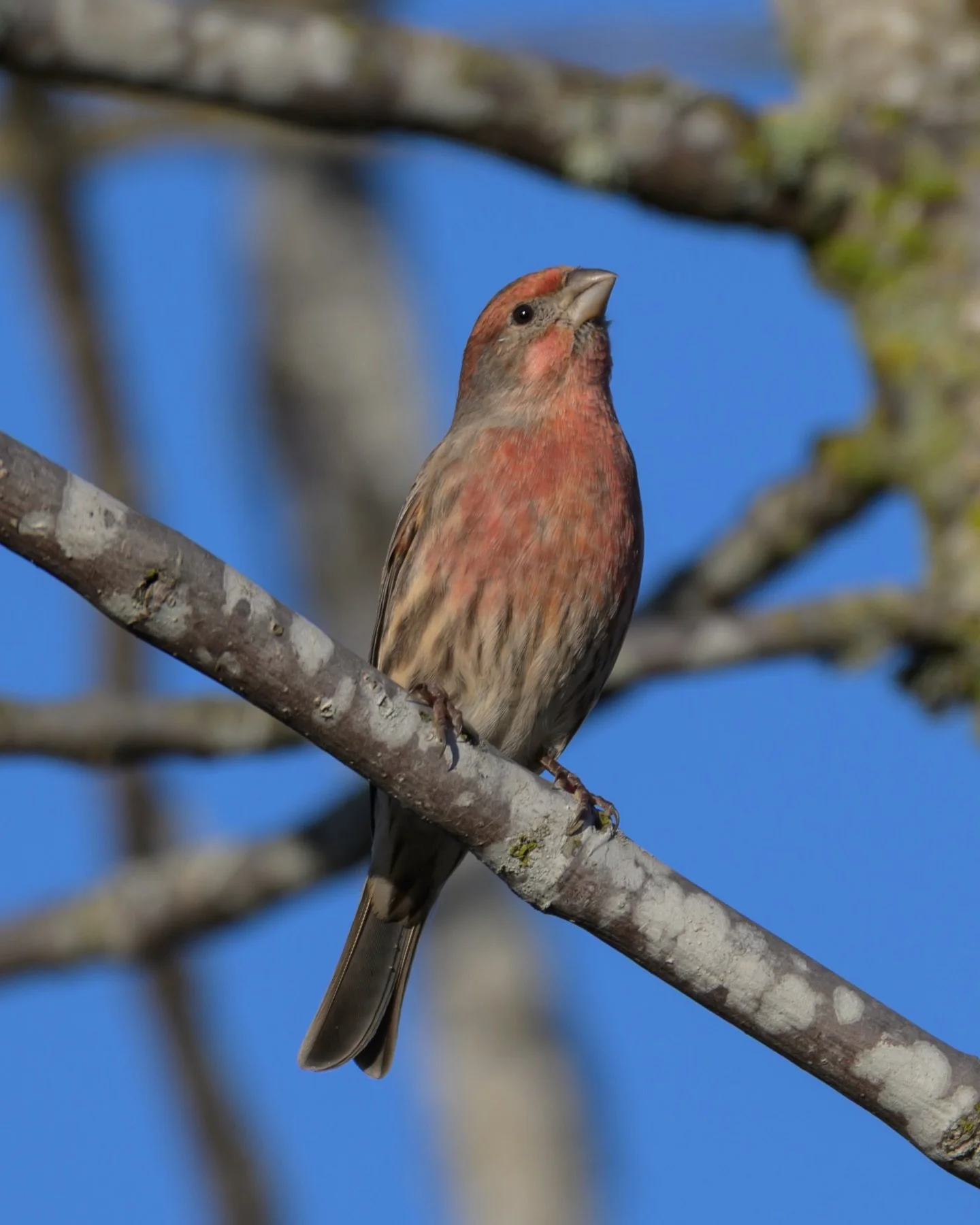 House finch