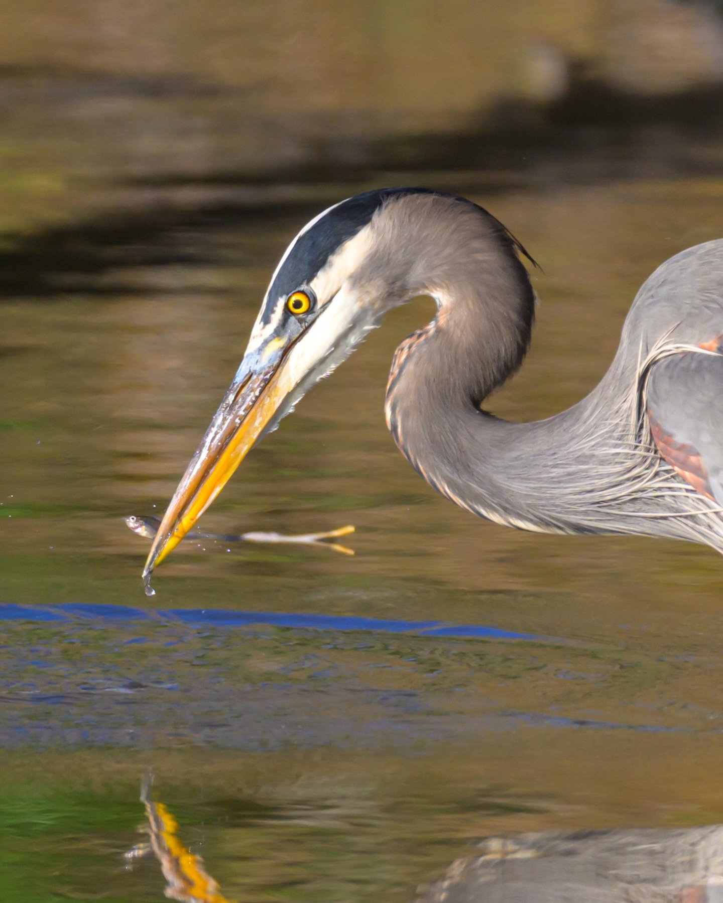 Another good day of fishing for the great blue heron