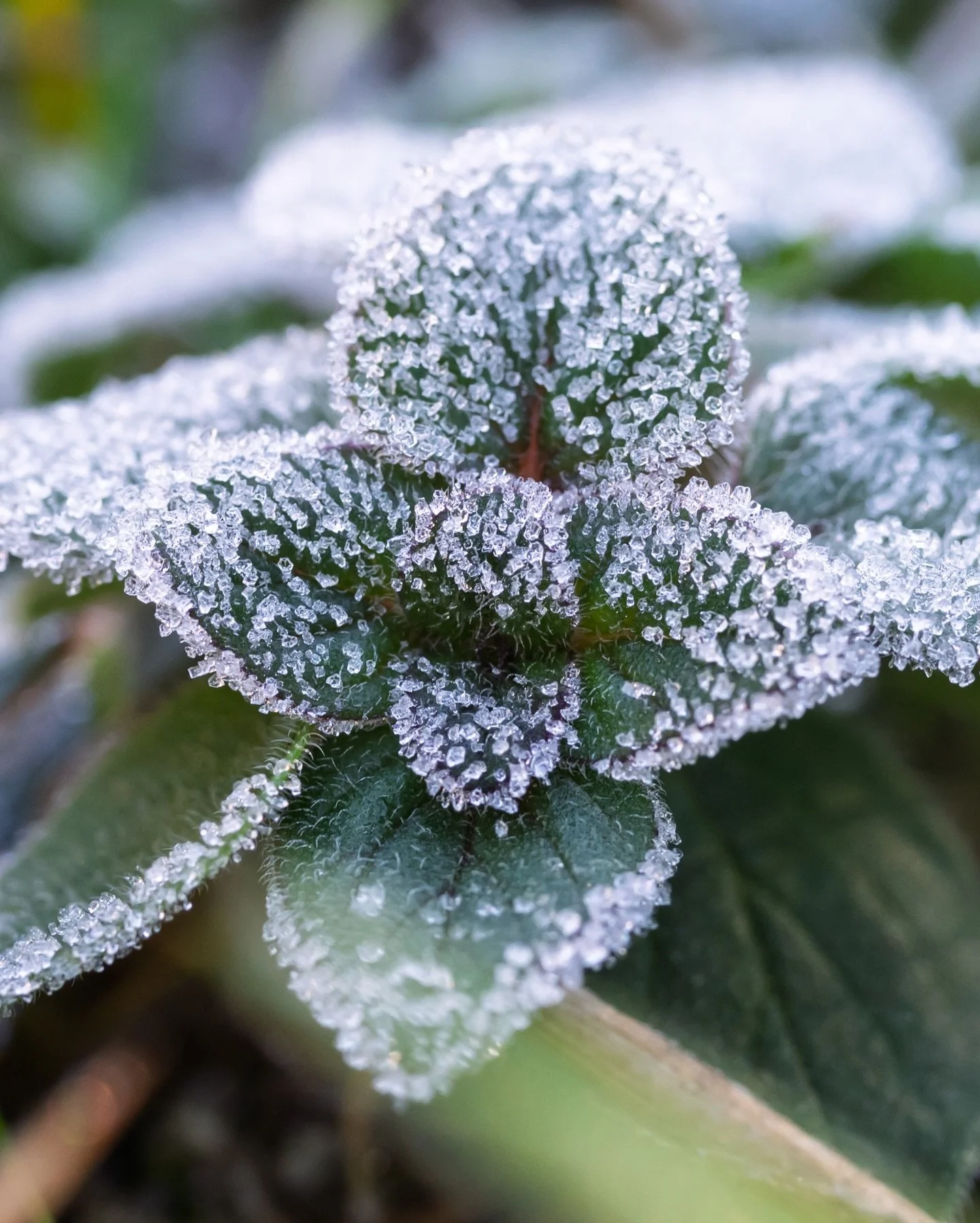 Frosty nettles