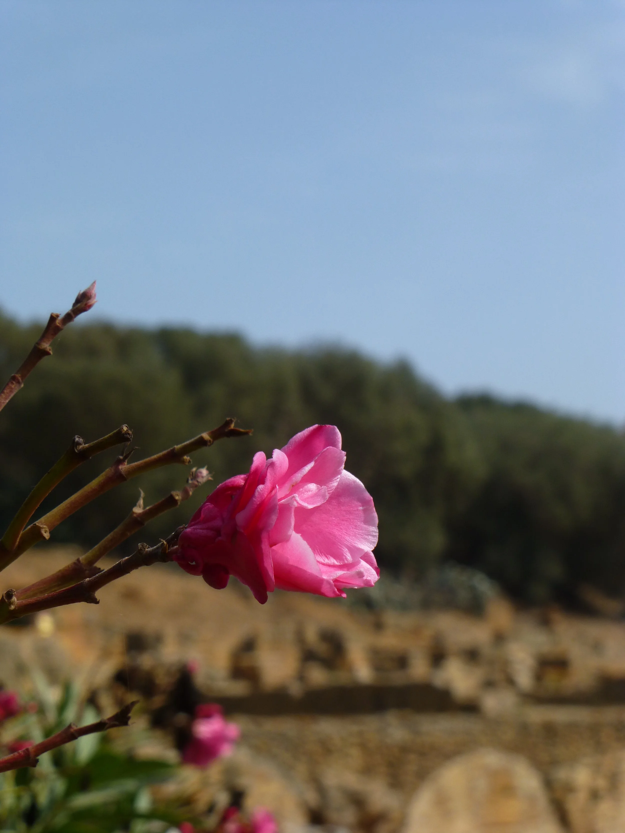 Rose in Morocco