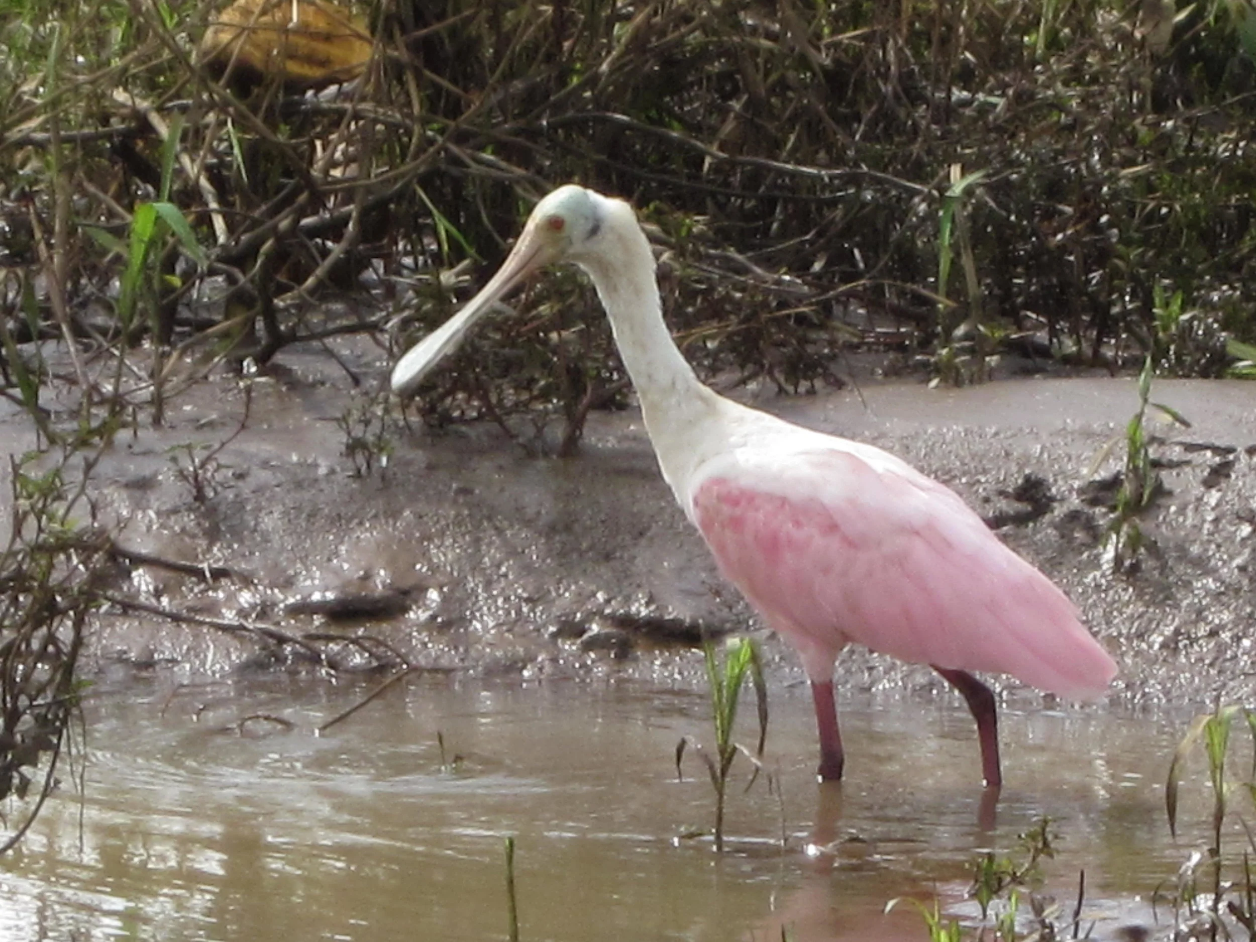 Costa Rica 7.12 824.JPG