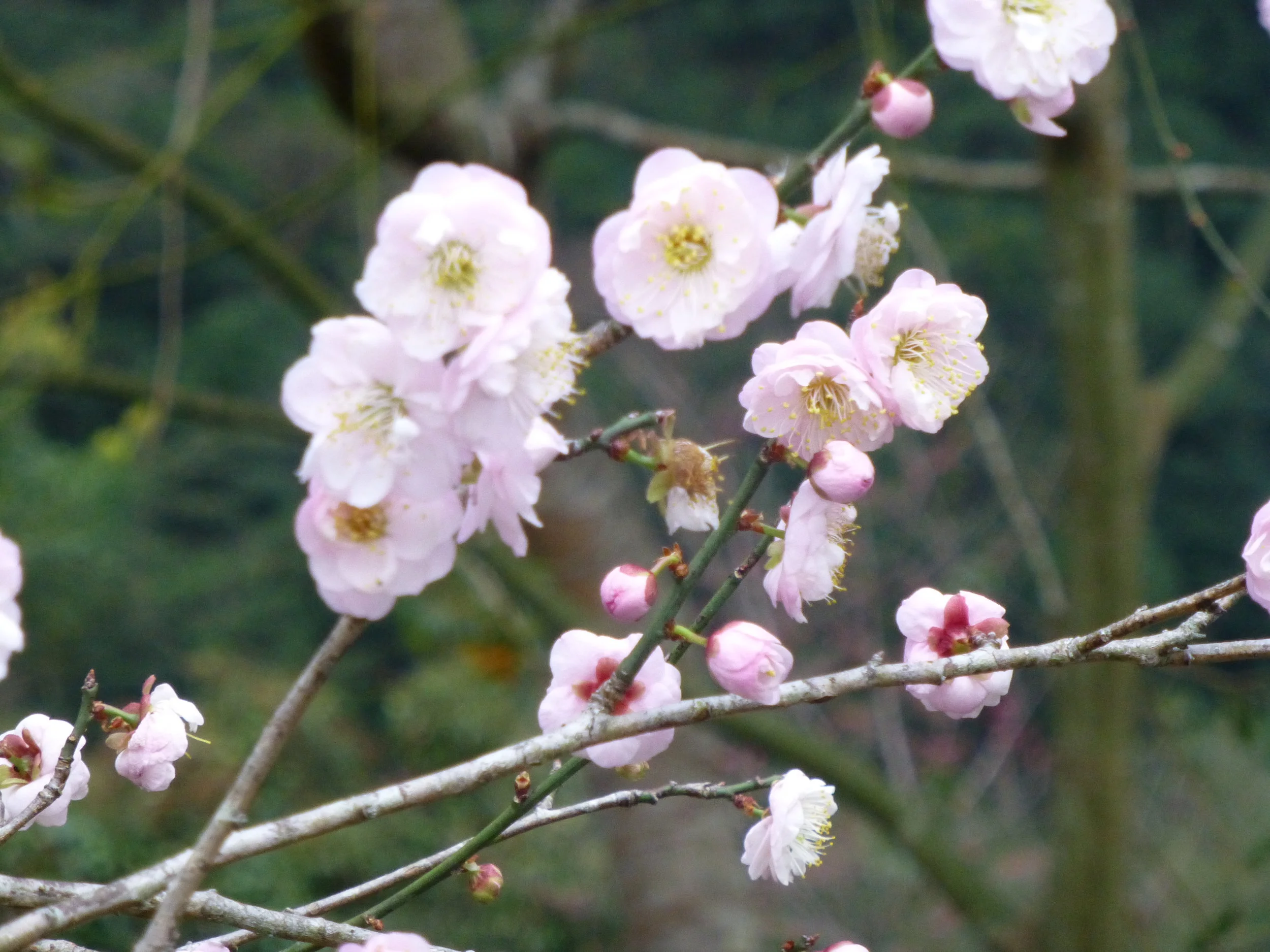 Taiwan_JanFeb2015 230 - Copy.JPG