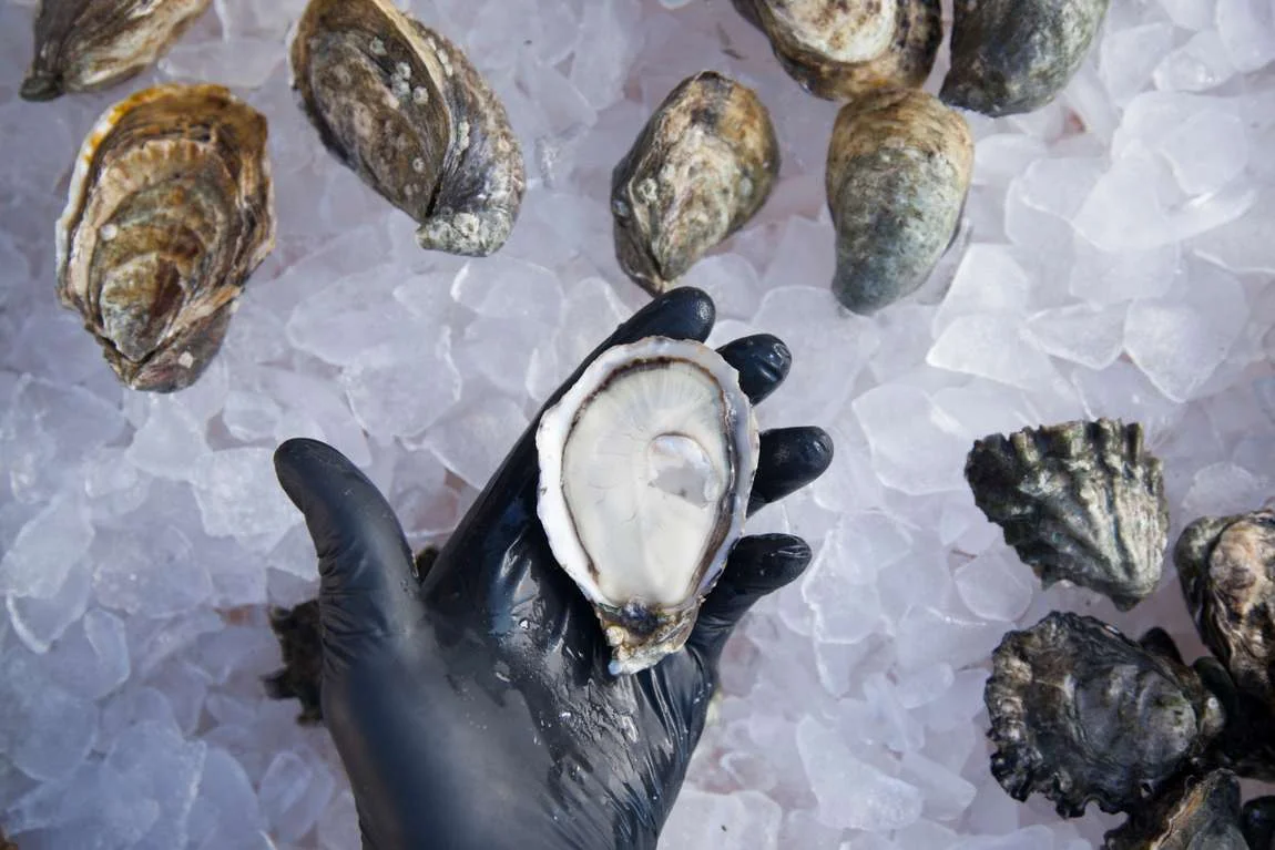 Taylor-Shellfish_Oyster-Info08.jpg