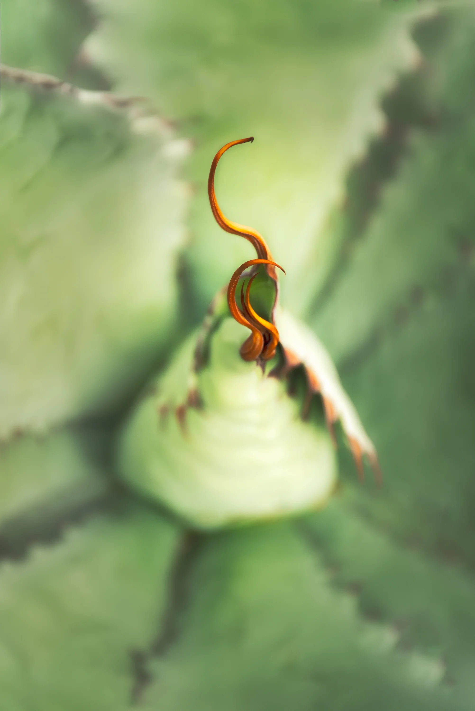 potatorum