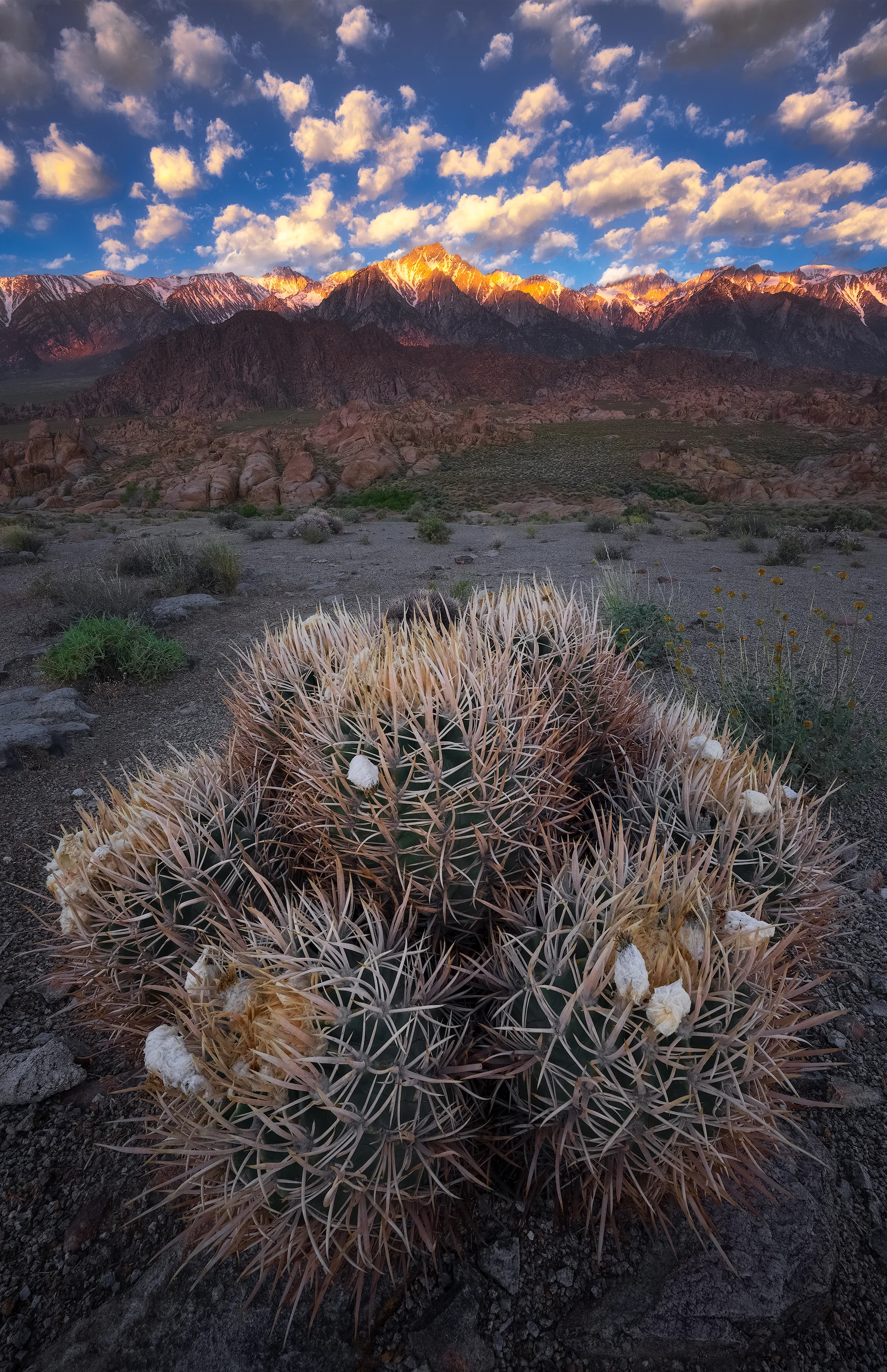 ferocactus cylindraceus
