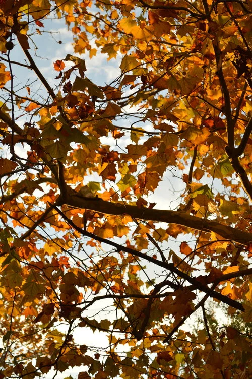Leaves.jpg