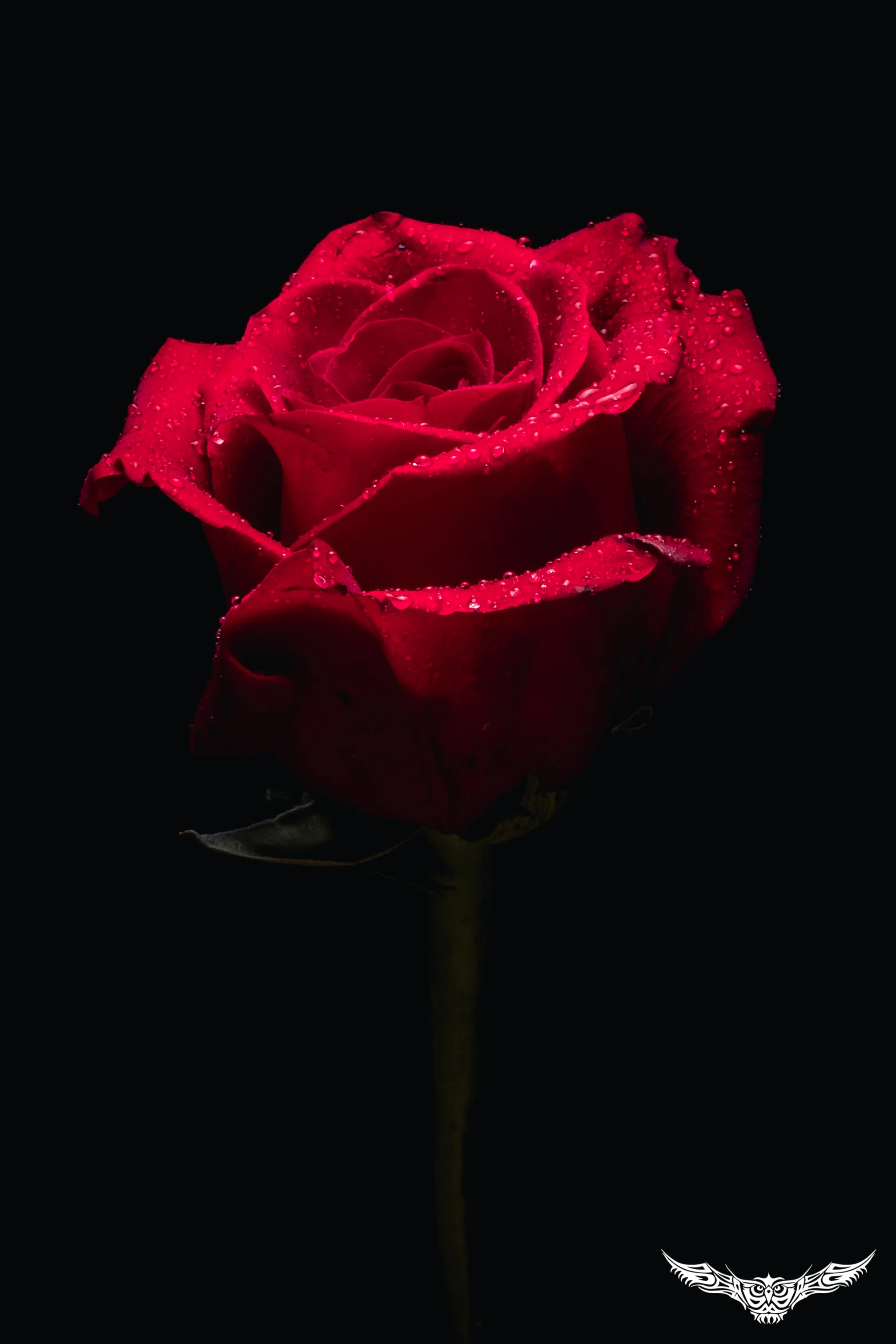 DSCF7796.jpg