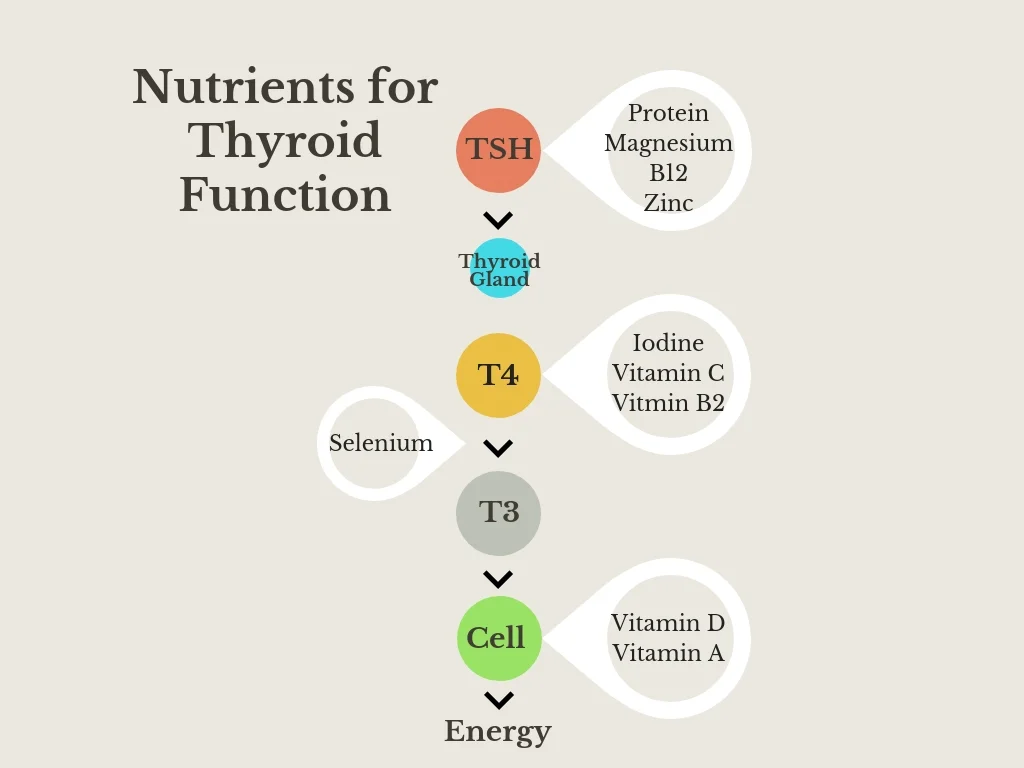 Nutrients for Thyroid Health.jpg